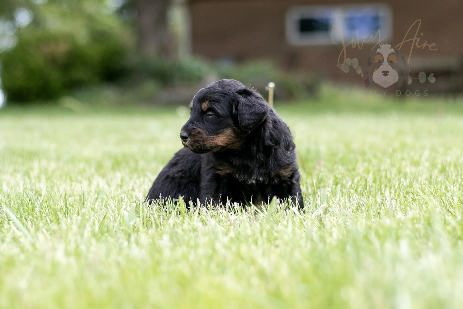Piano Bernedoodle Puppy-38.jpg