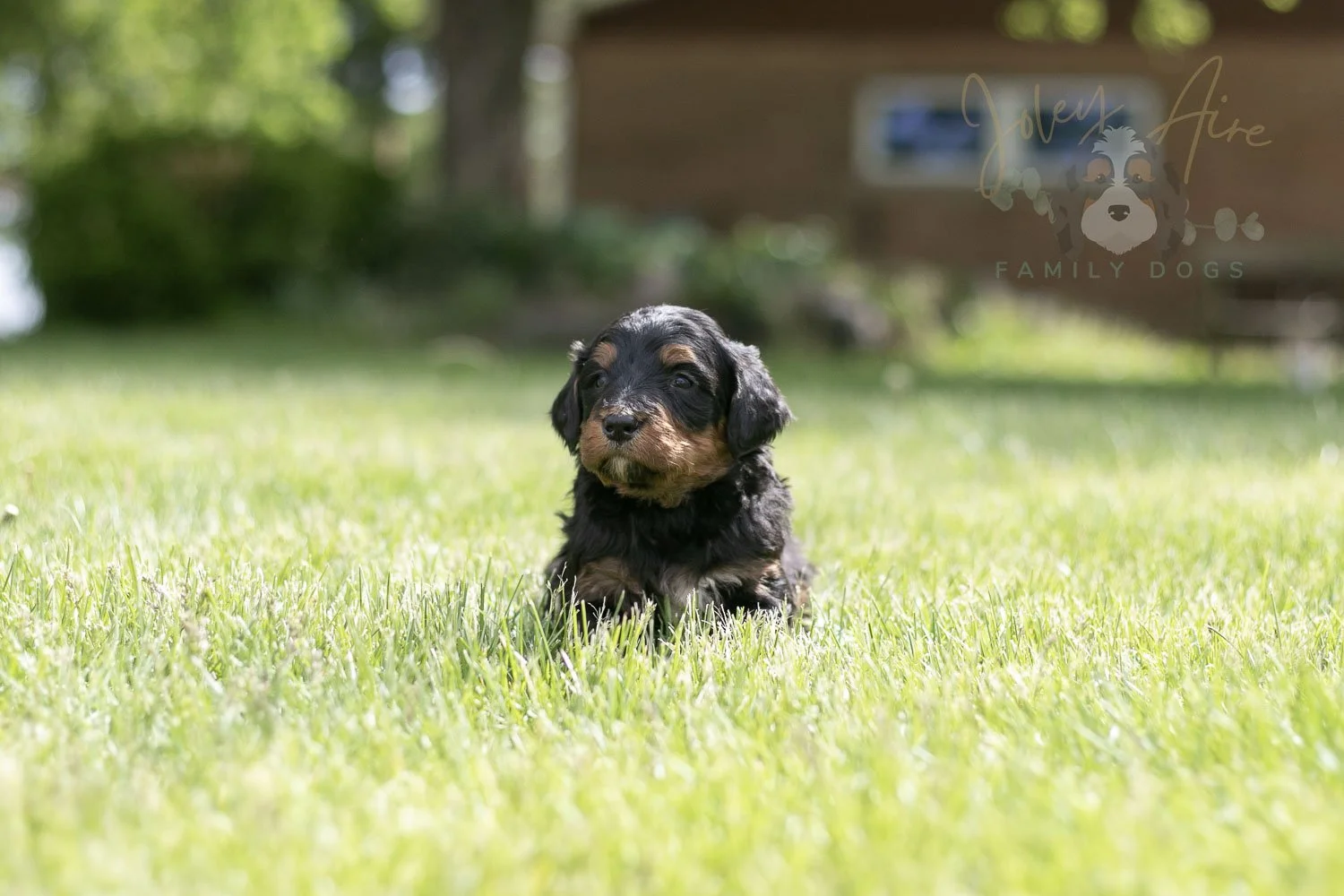 Banjo Bernedoodle Puppy-18.jpg