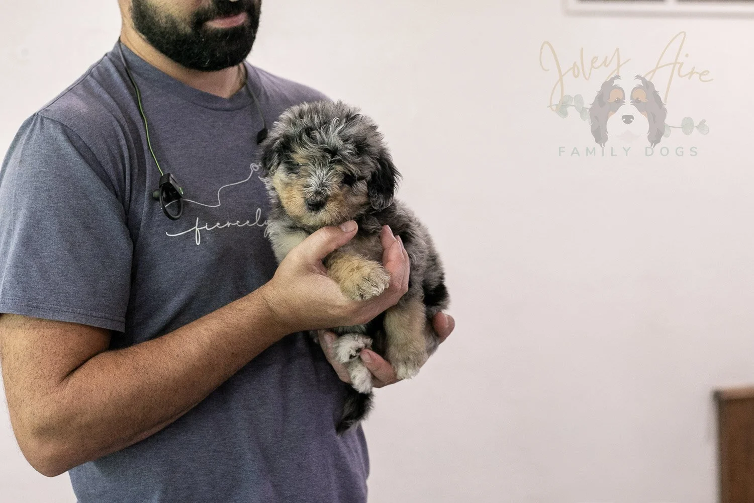 Mary Bernedoodle Puppy-314.jpg