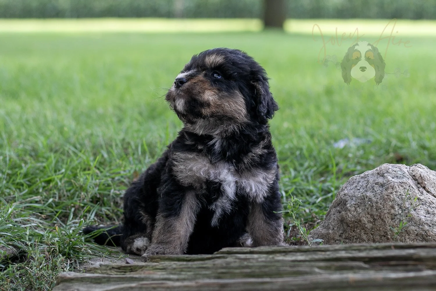 Da Vinci  Bernedoodle Puppy-190.jpg