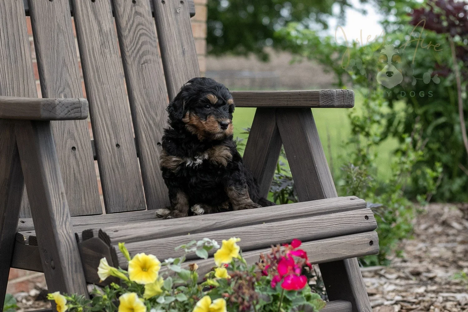 Guitar Bernedoodle Puppy-1.jpg