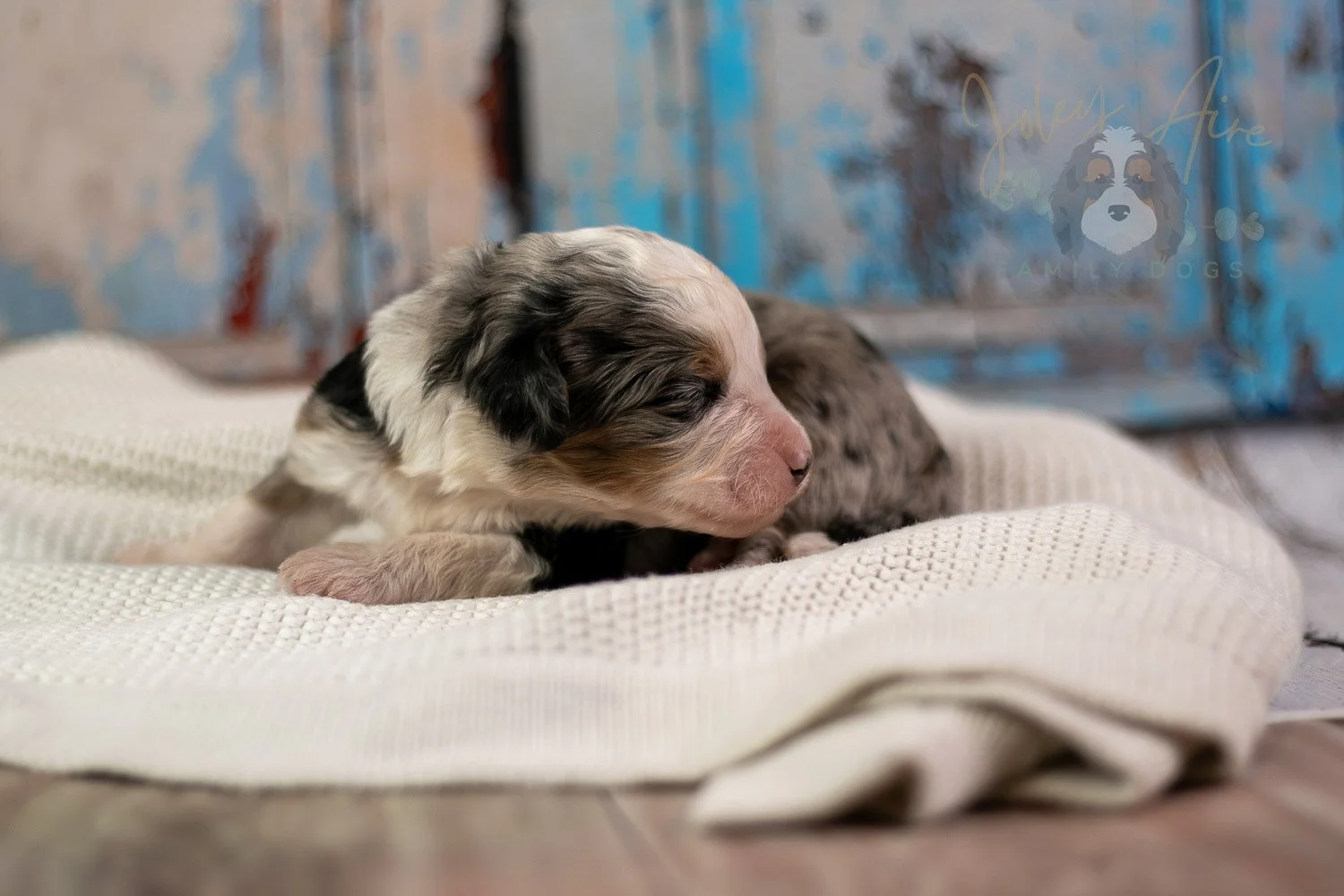 Pablo Picasso Bernedoodle Puppy-238.jpg