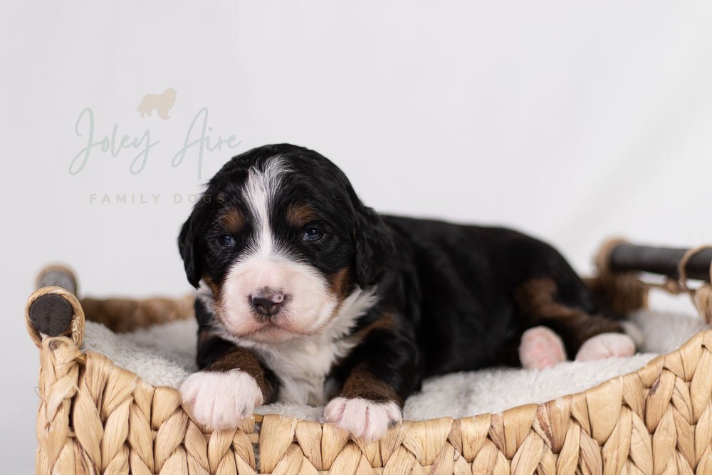 Korie Bernedoodle Puppy-28.jpg