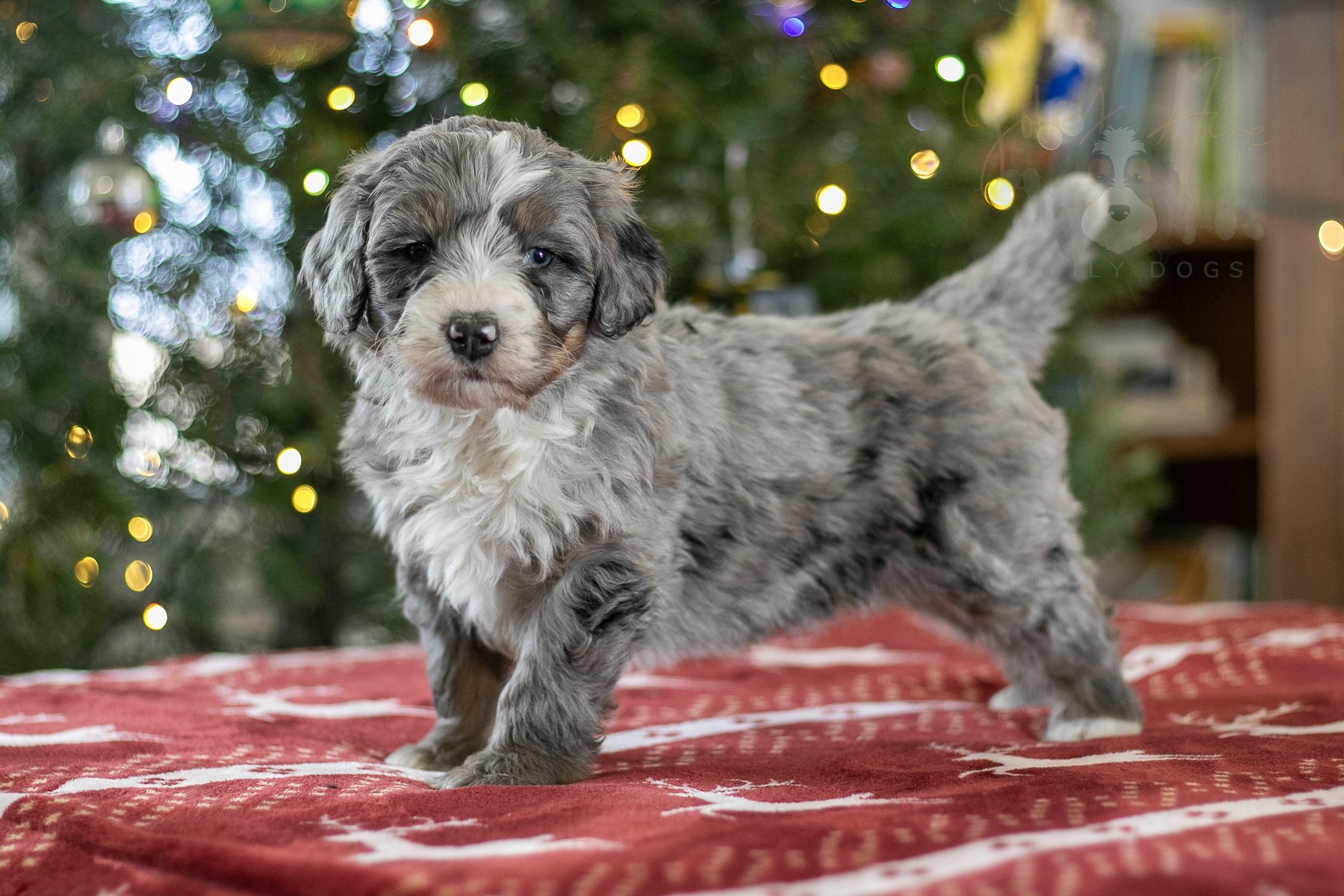 Rainier - 🔴Reserved