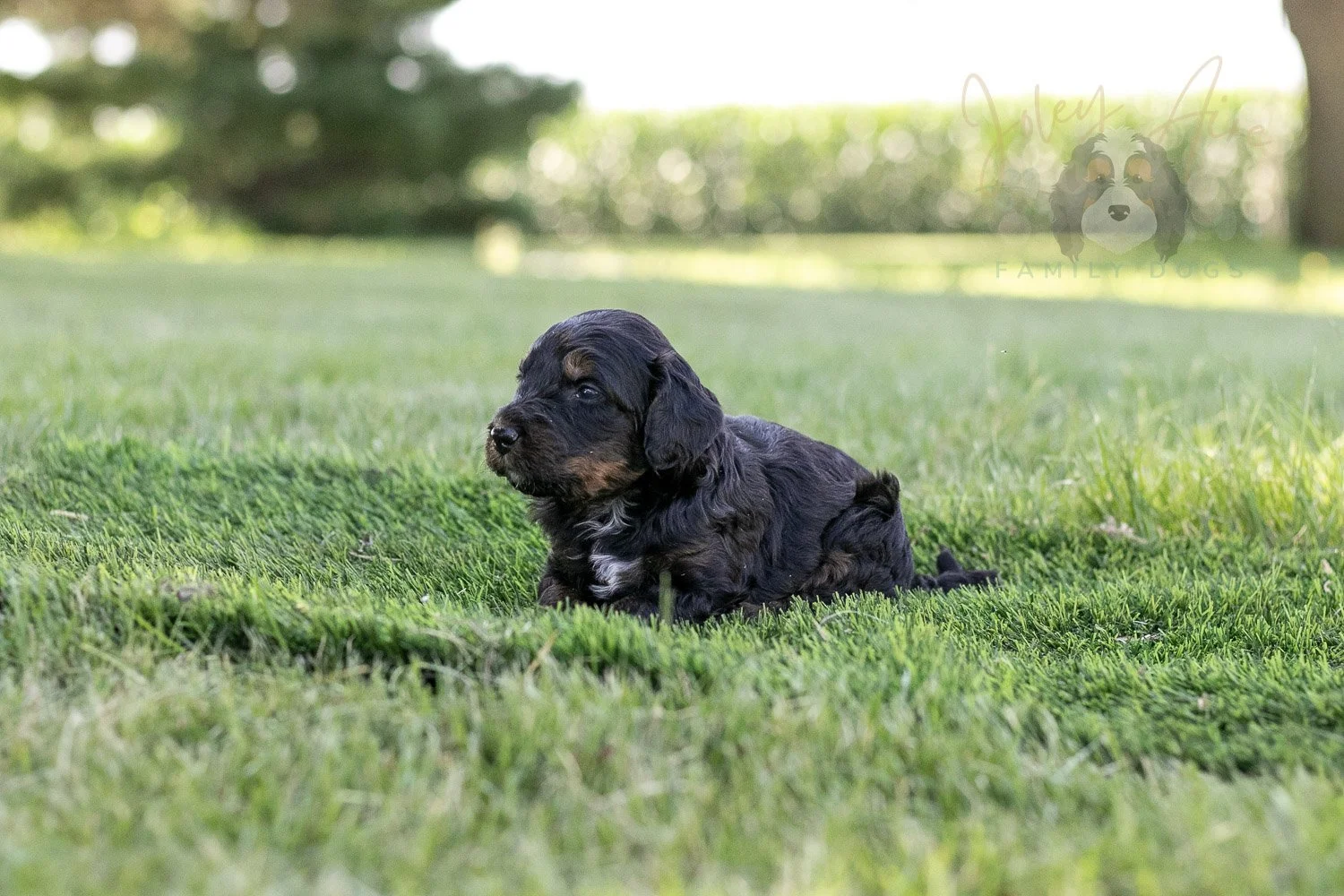 Denali Bernedoodle Puppy-314.jpg