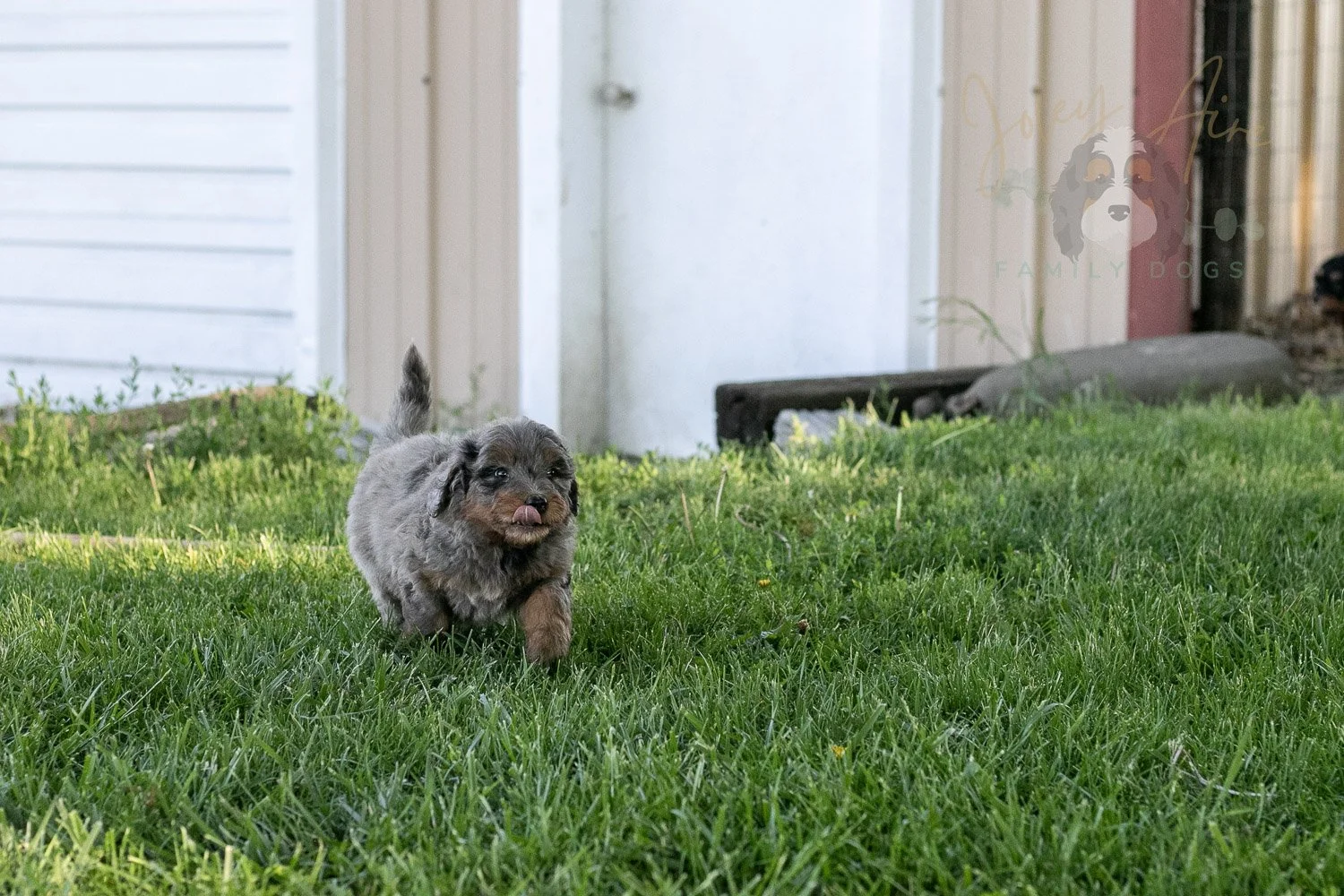 Flute Bernedoodle Puppy-16.jpg