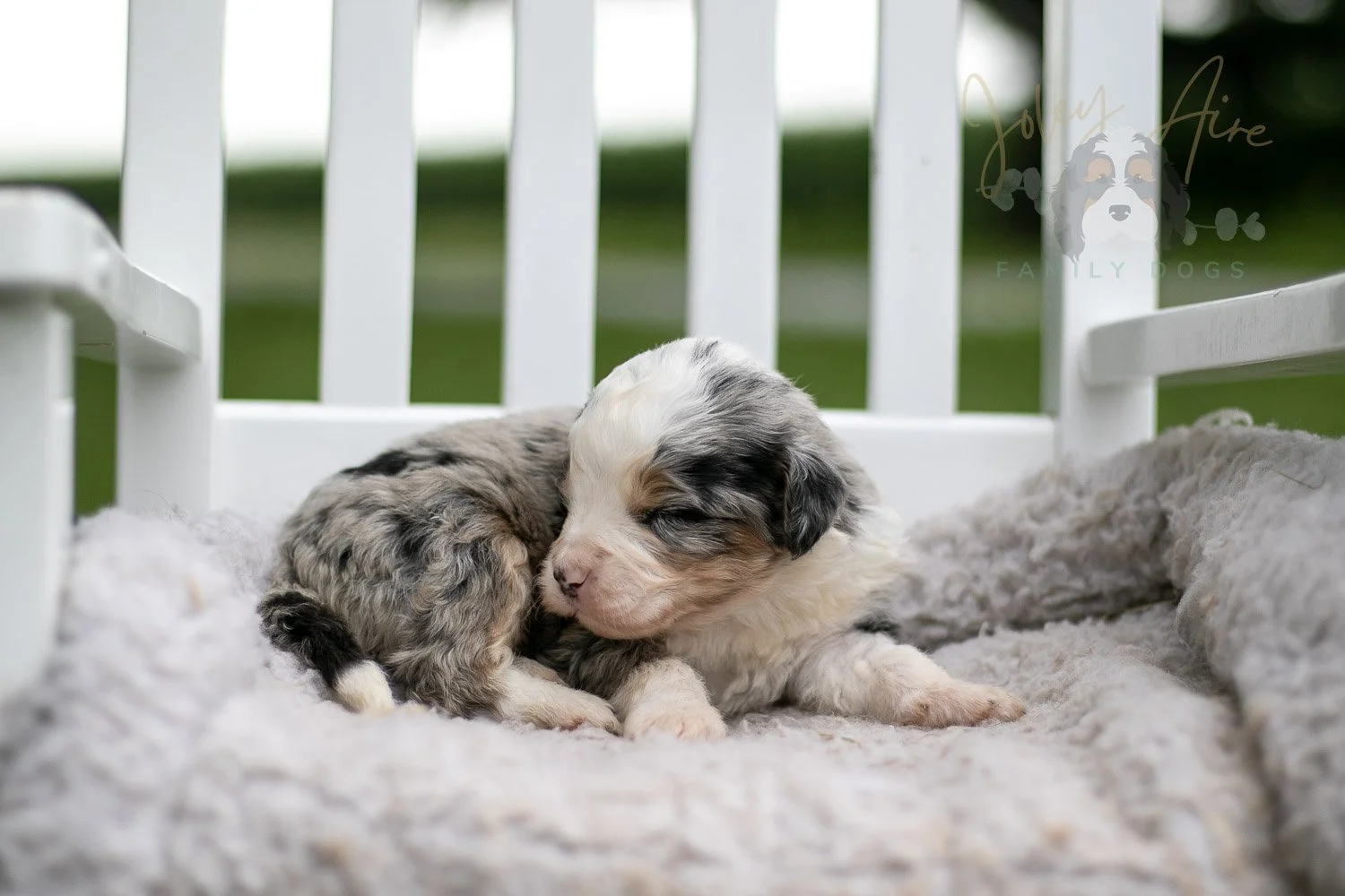 Pablo Picasso Bernedoodle Puppy-698.jpg