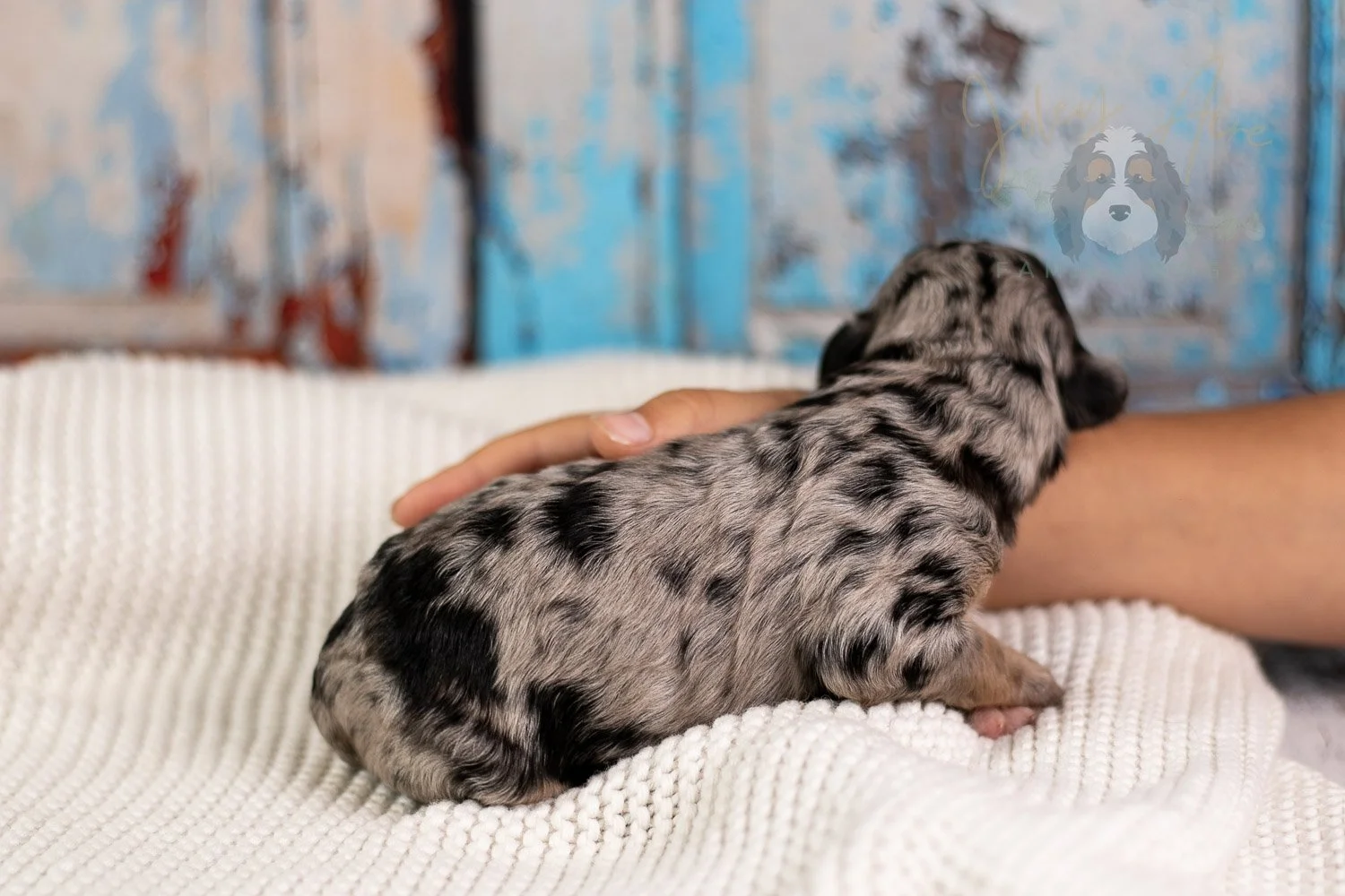 Mary Cassatt Bernedoodle Puppy-091.jpg