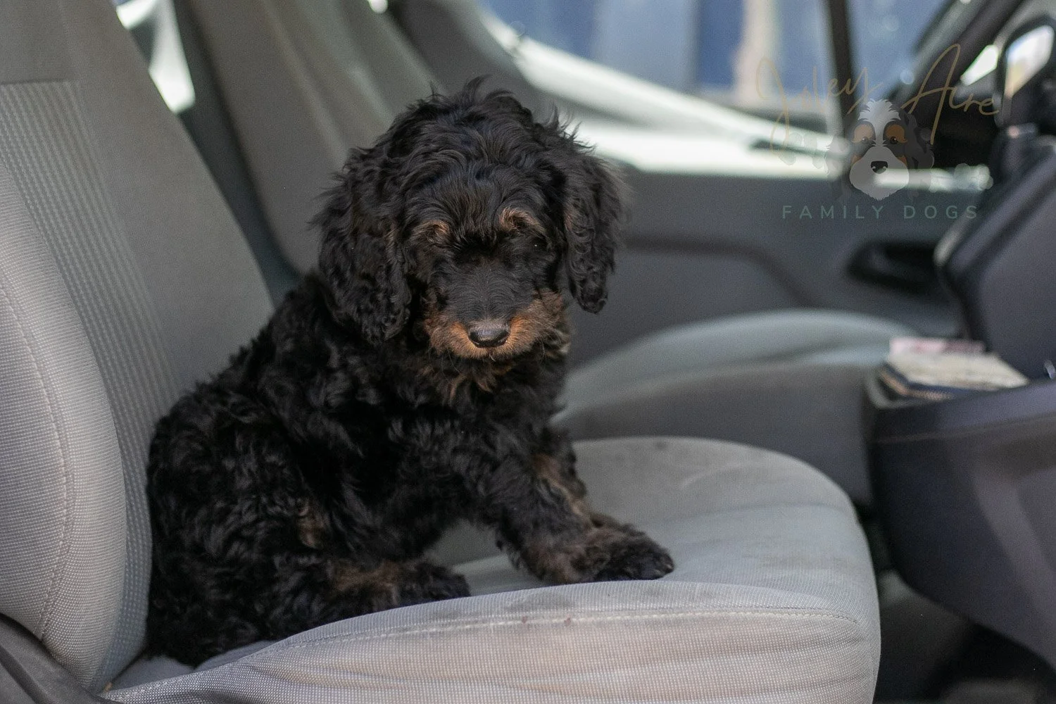Bryce Bernedoodle Puppy-410.jpg