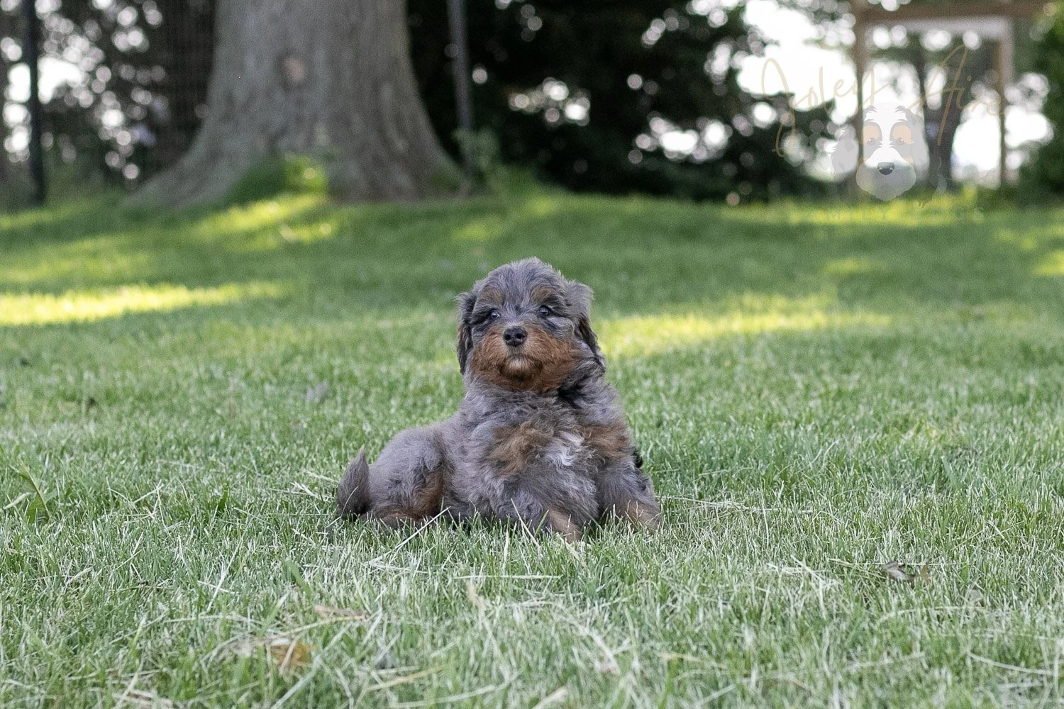Flute Bernedoodle Puppy-33.jpg