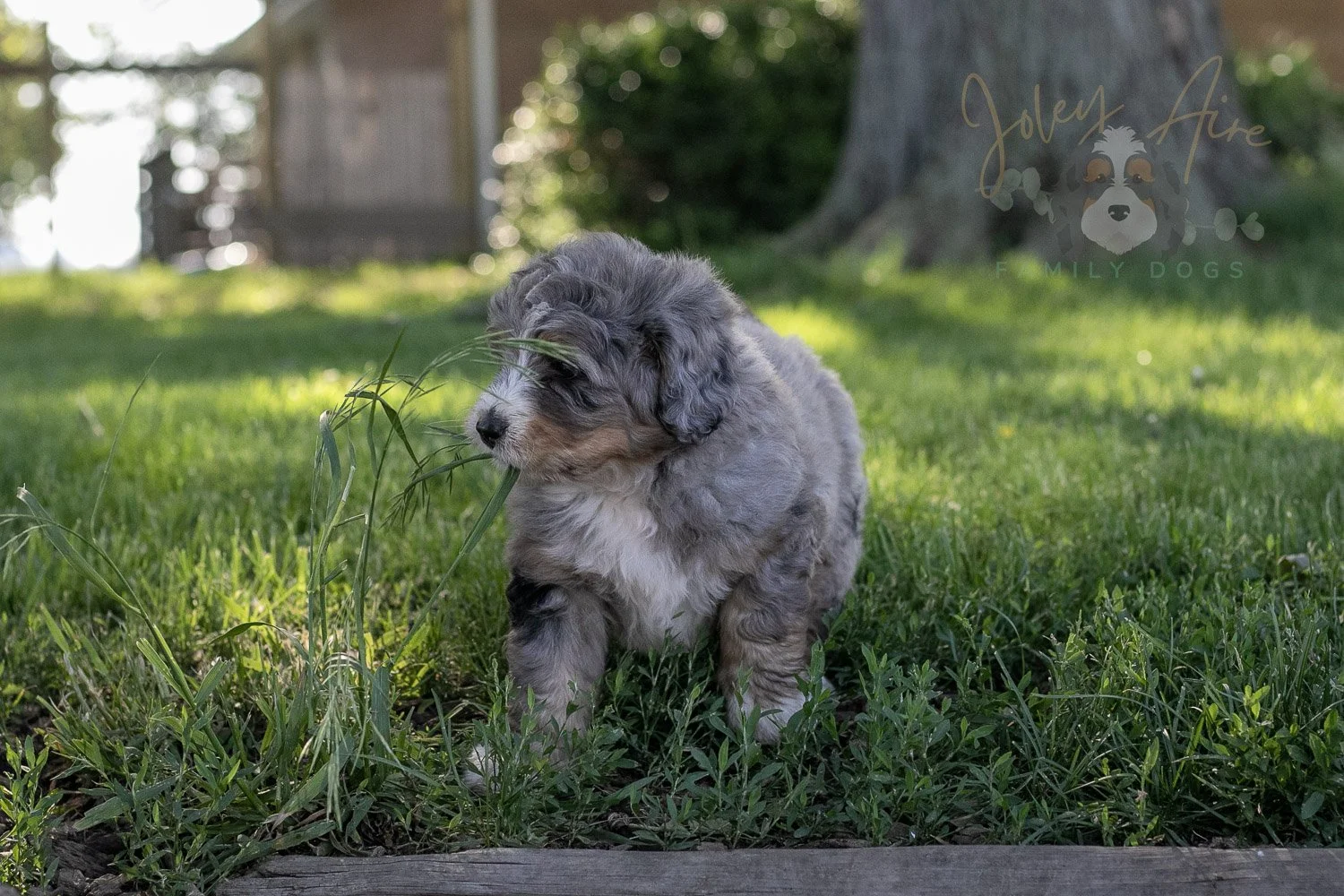 Drum Bernedoodle Puppy-23.jpg