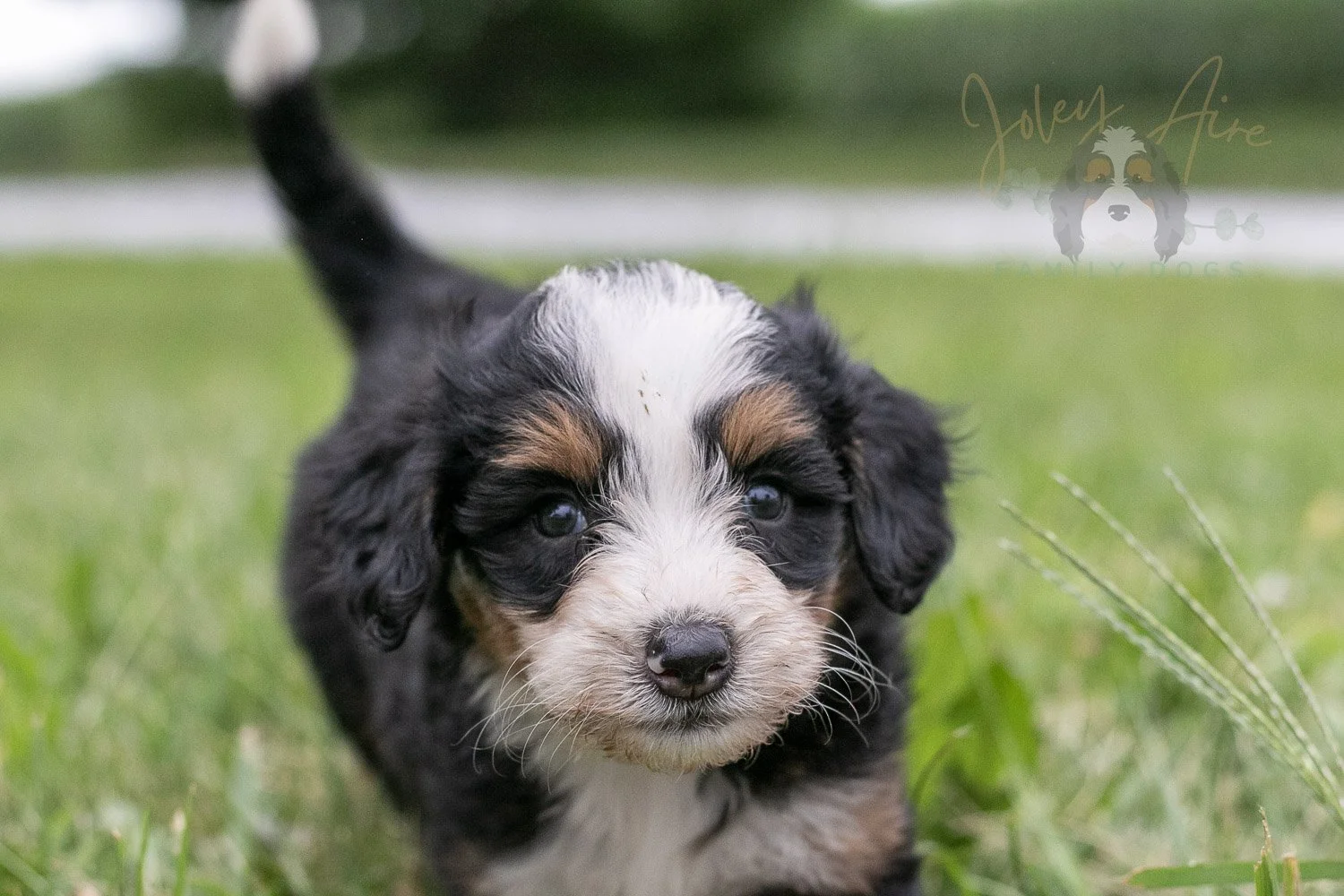 Anne Shirley Bernedoodle Puppy-097.jpg