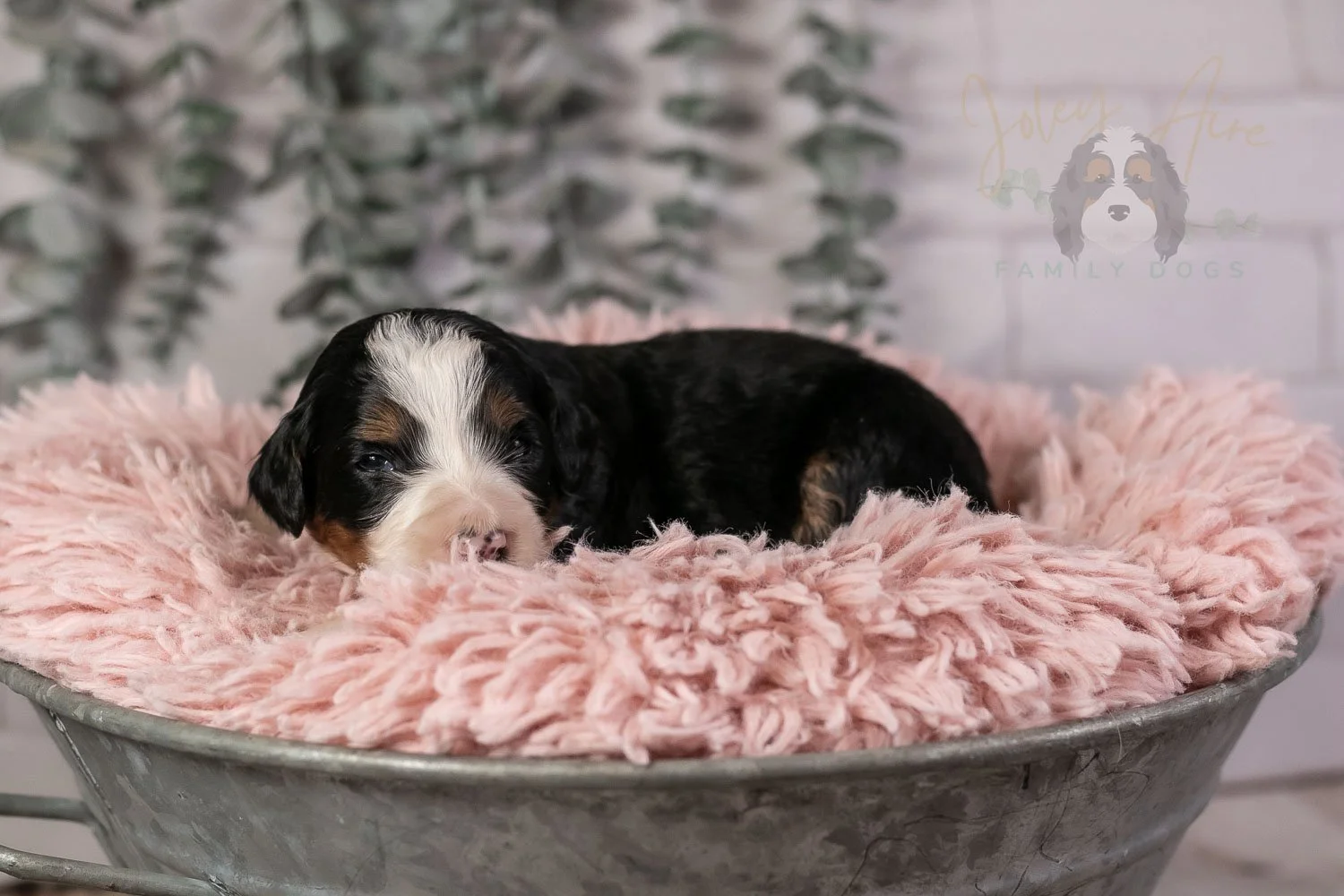 Harmonica Bernedoodle Puppy-18.jpg