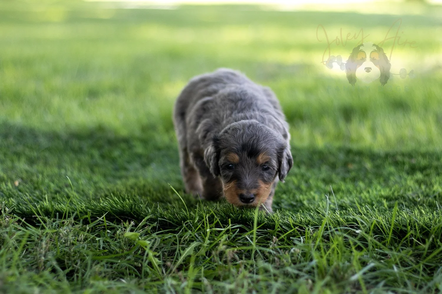 Josie Pye Bernedoodle Puppy-510.jpg