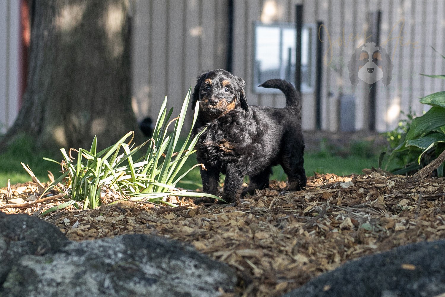 Piano Bernedoodle Puppy-21.jpg