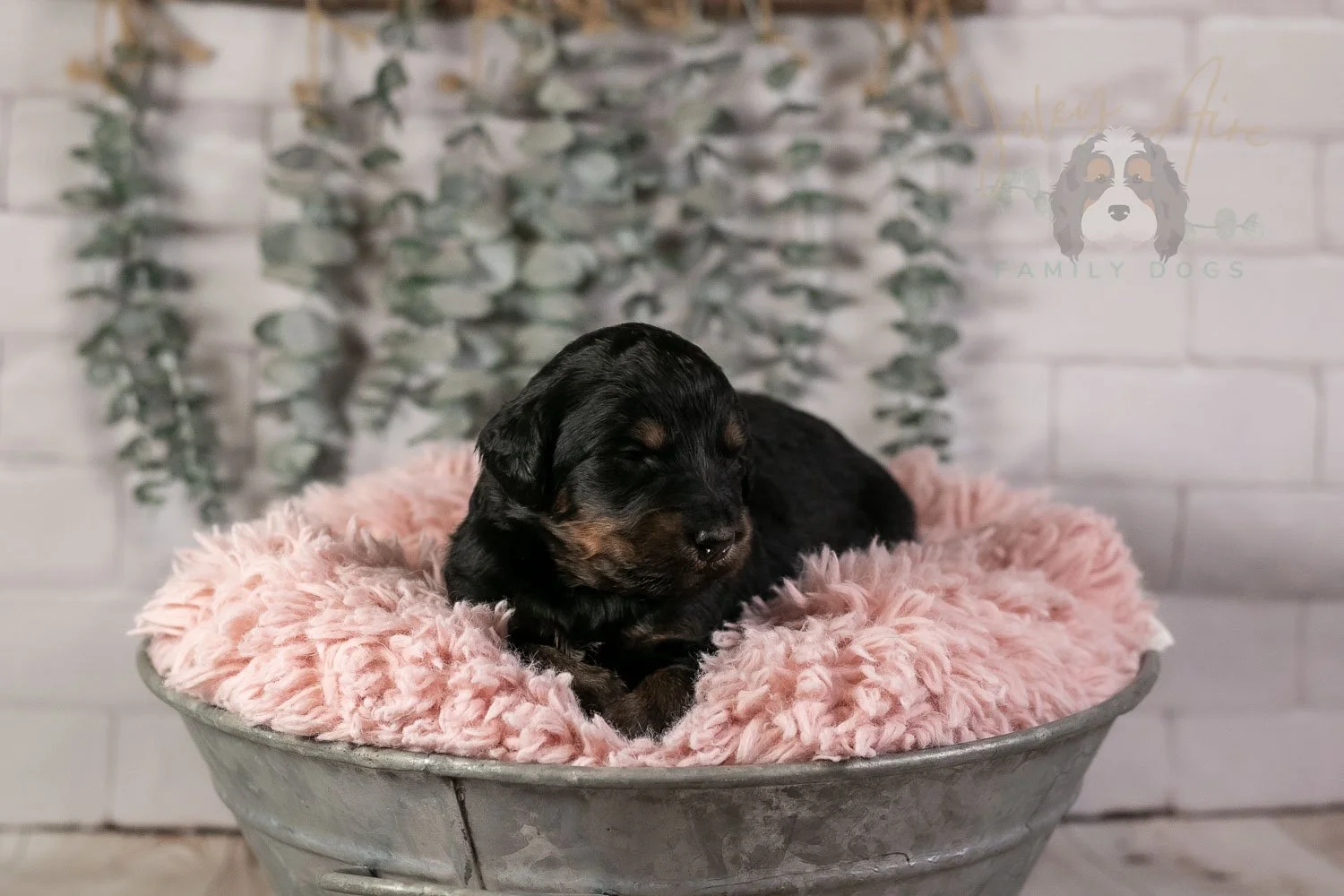 Piano Bernedoodle Puppy-9.jpg