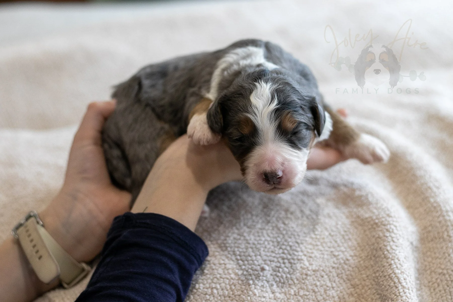 Luge - Tri-color Merle Female Bernedoodle Puppy