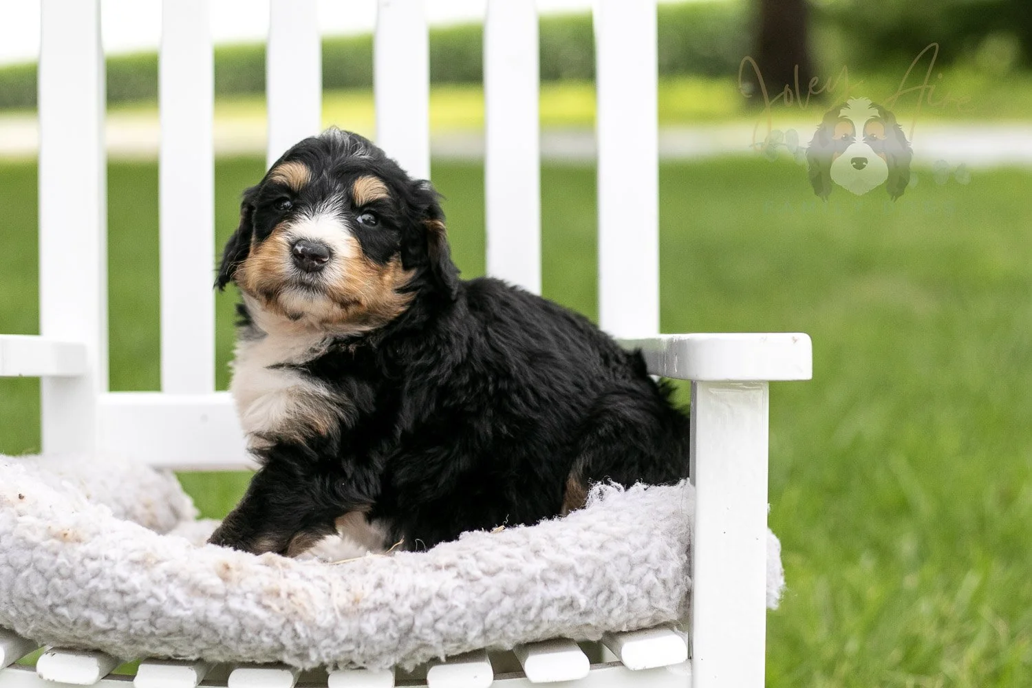 Walter Shirley Bernedoodle Puppy-880.jpg