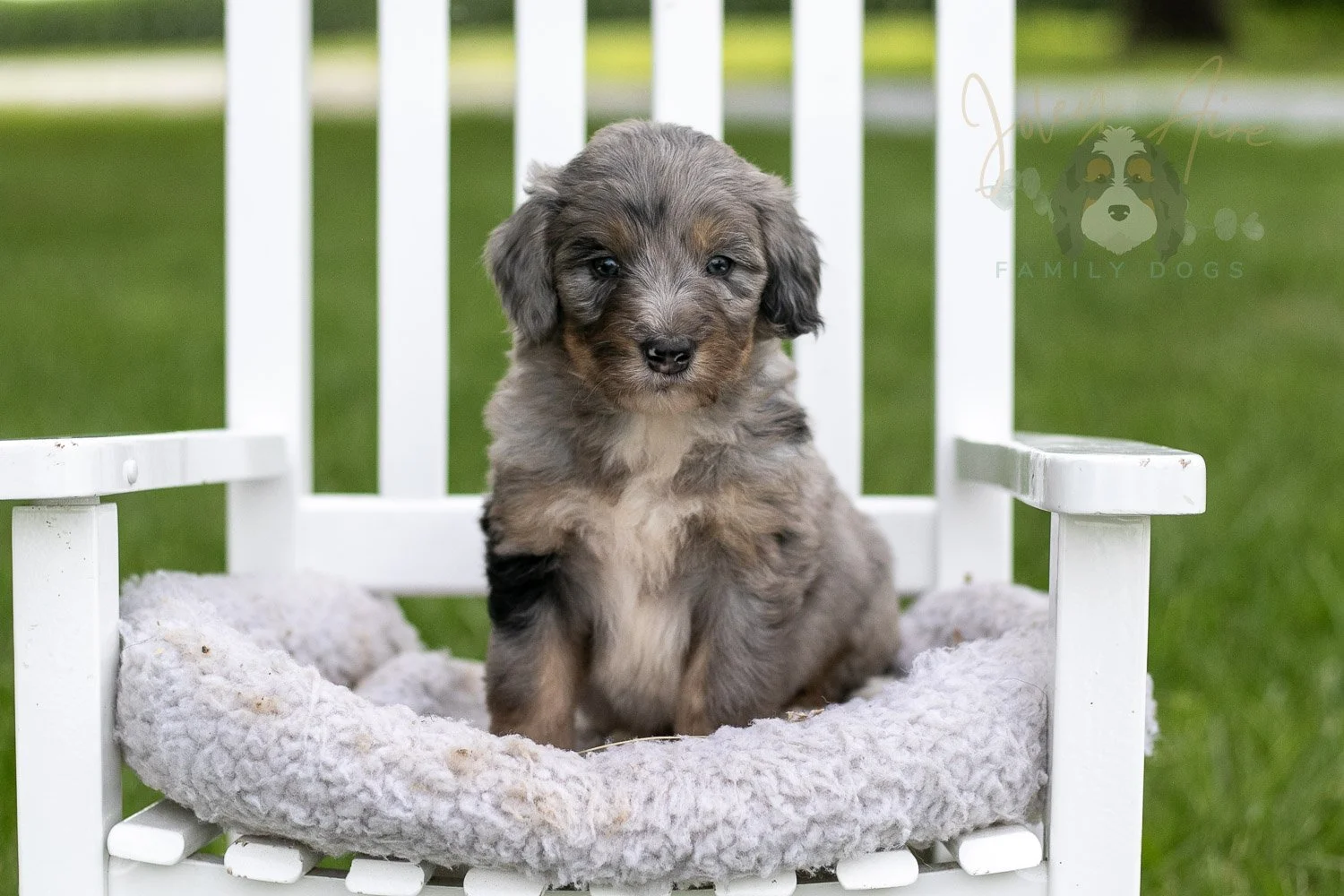 Matthew Cuthbert Bernedoodle Puppy-918.jpg