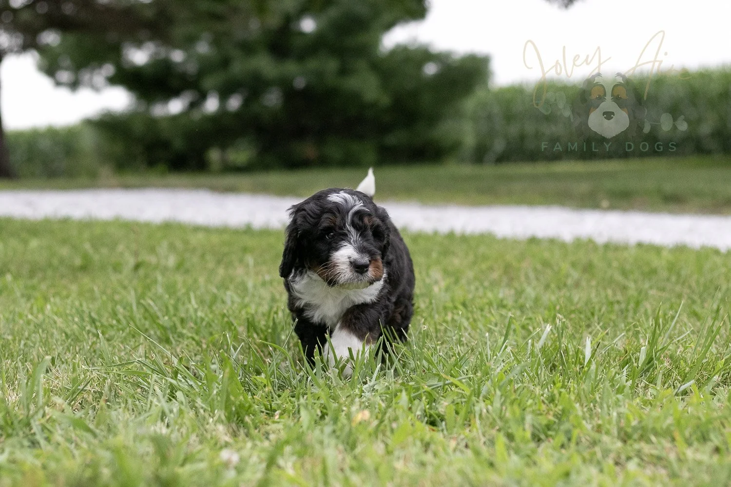 Yosemite Bernedoodle Puppy-05.jpg