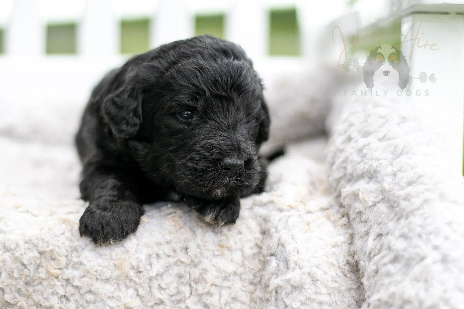 Claude Monet Bernedoodle Puppy-756.jpg