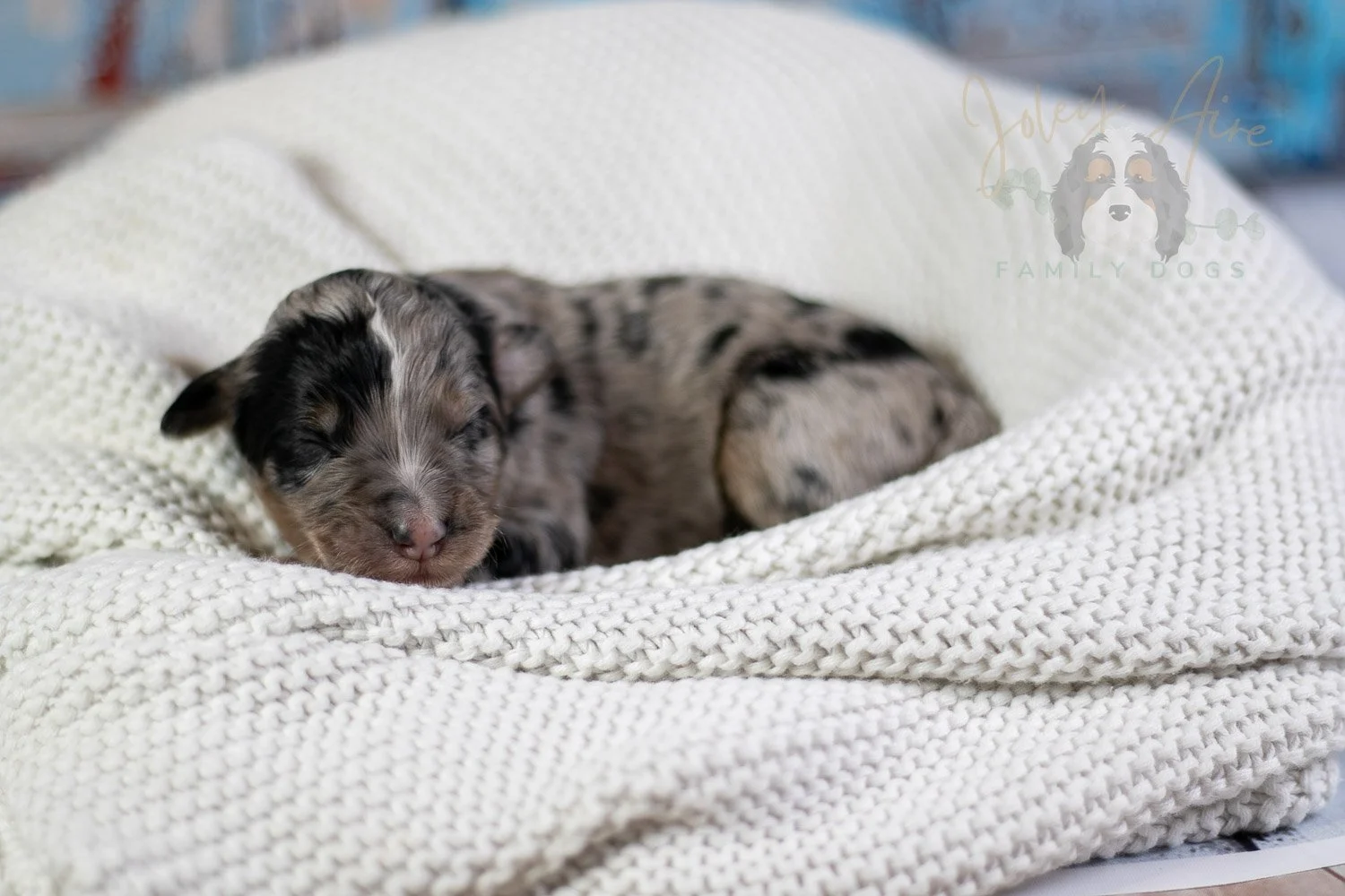 Frida Kahlo Bernedoodle Puppy-13.jpg