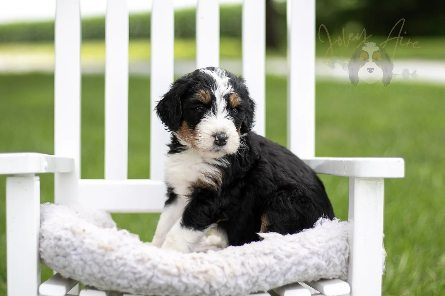 Zion Bernedoodle Puppy-808.jpg