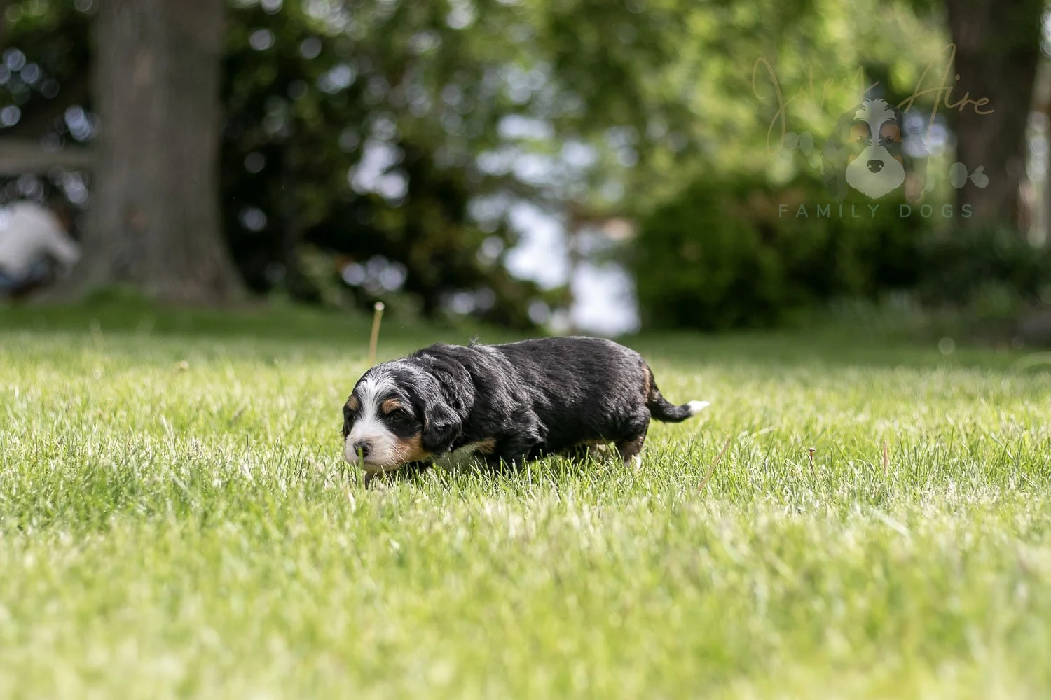 Trumpet Bernedoodle Puppy-23.jpg