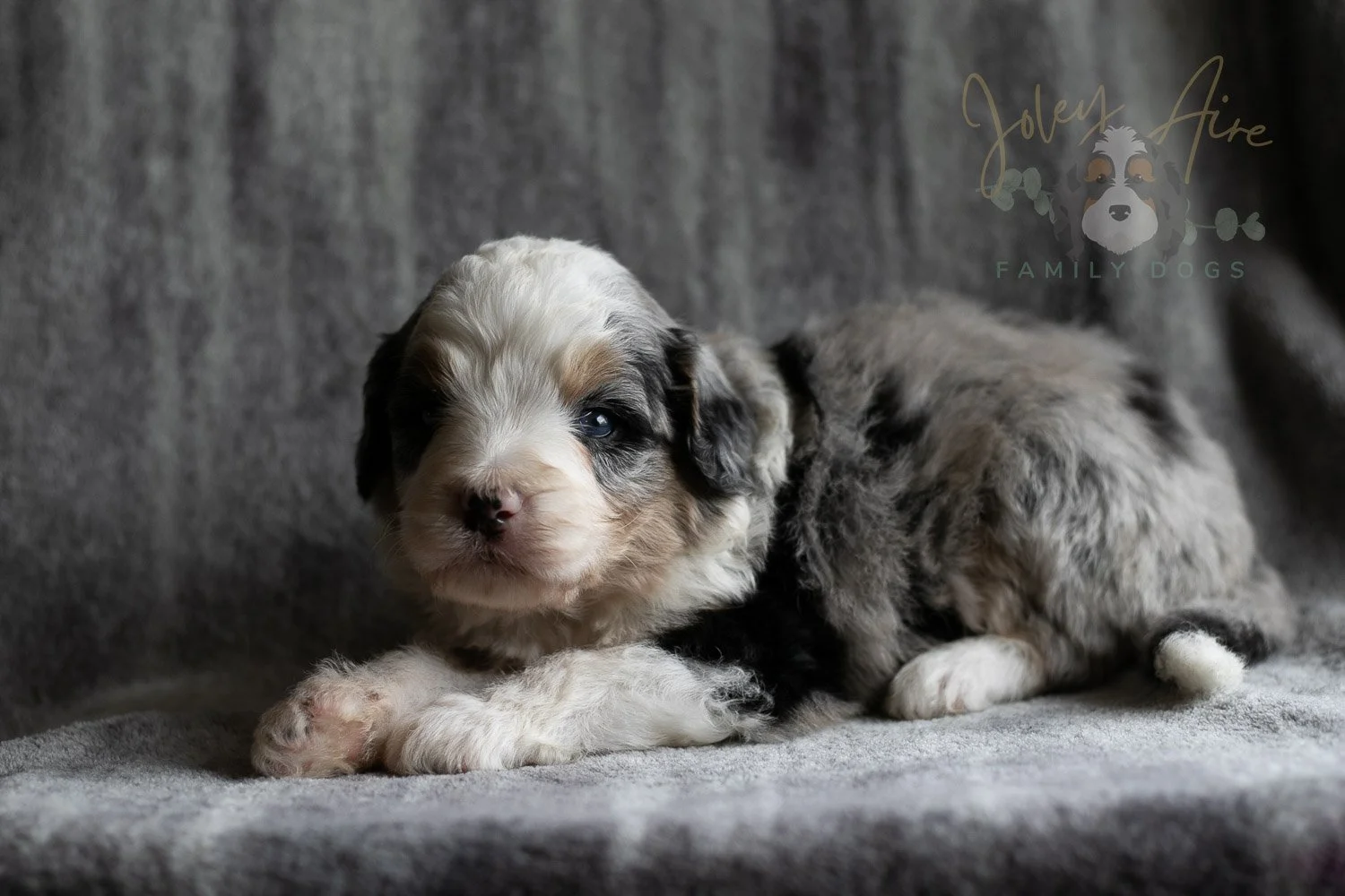 Pablo Picasso Bernedoodle Puppy-109.jpg