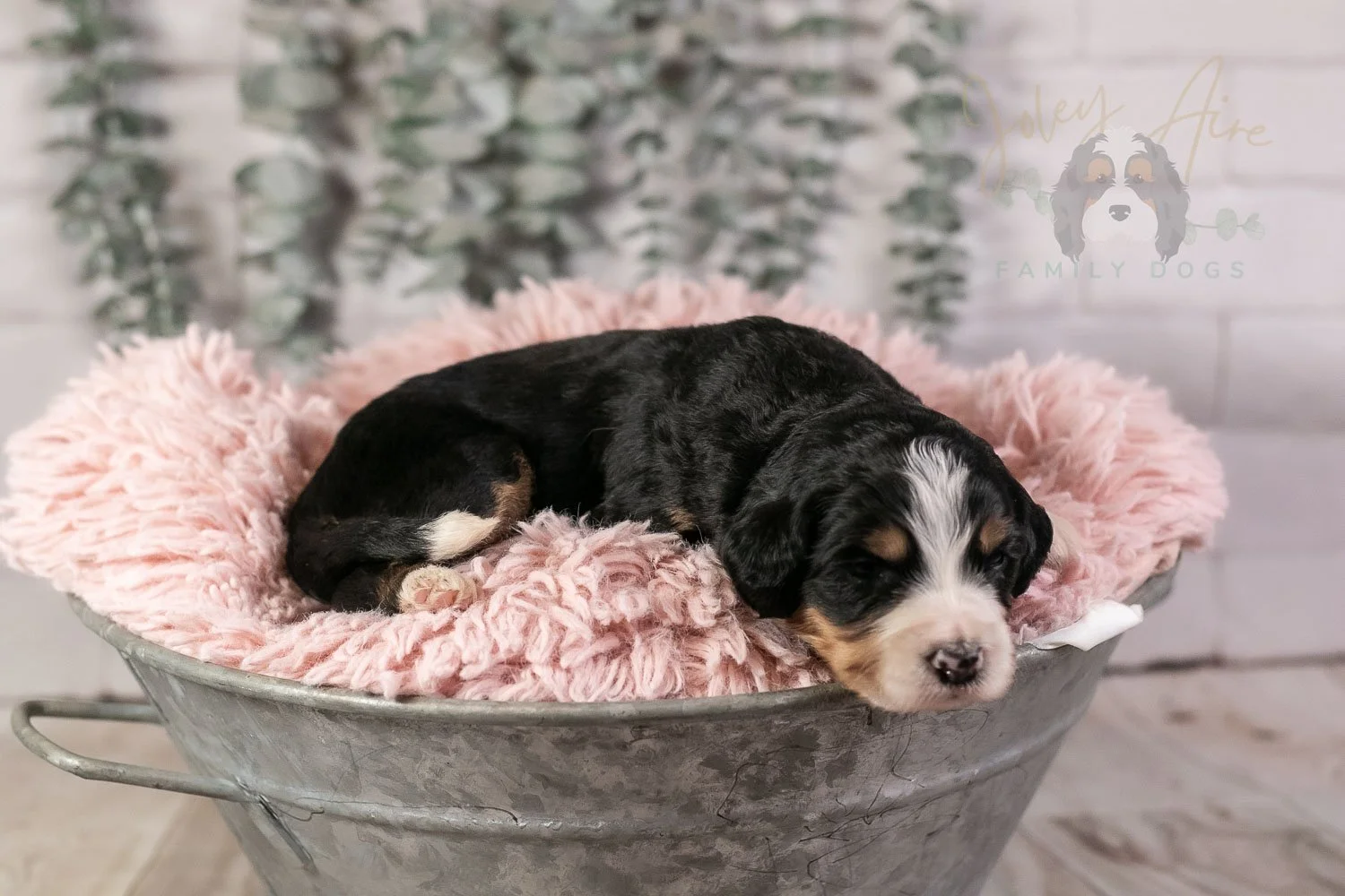 Trumpet Bernedoodle Puppy-20.jpg