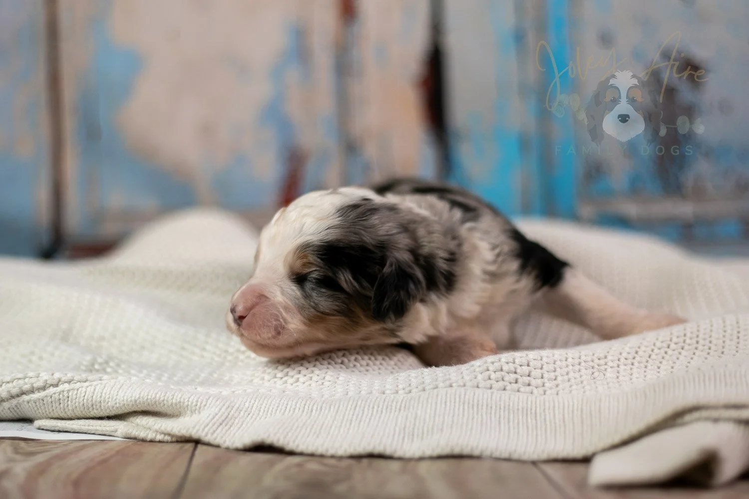 Pablo Picasso Bernedoodle Puppy-233.jpg