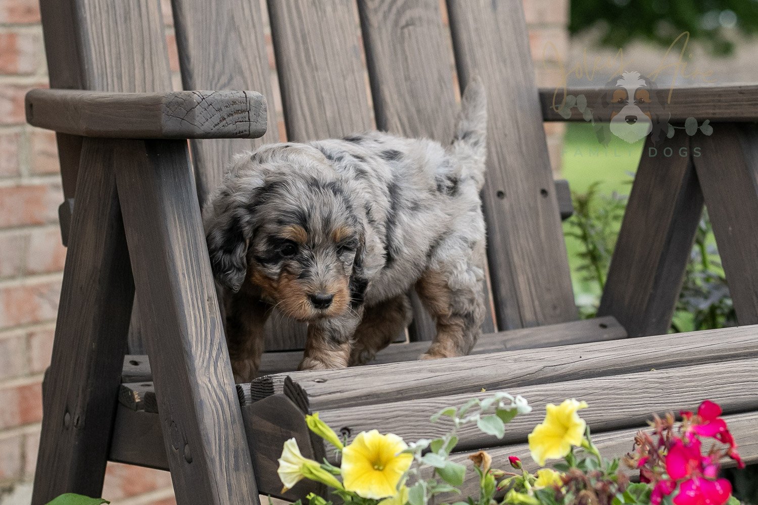 Ukulele Bernedoodle Puppy-6.jpg