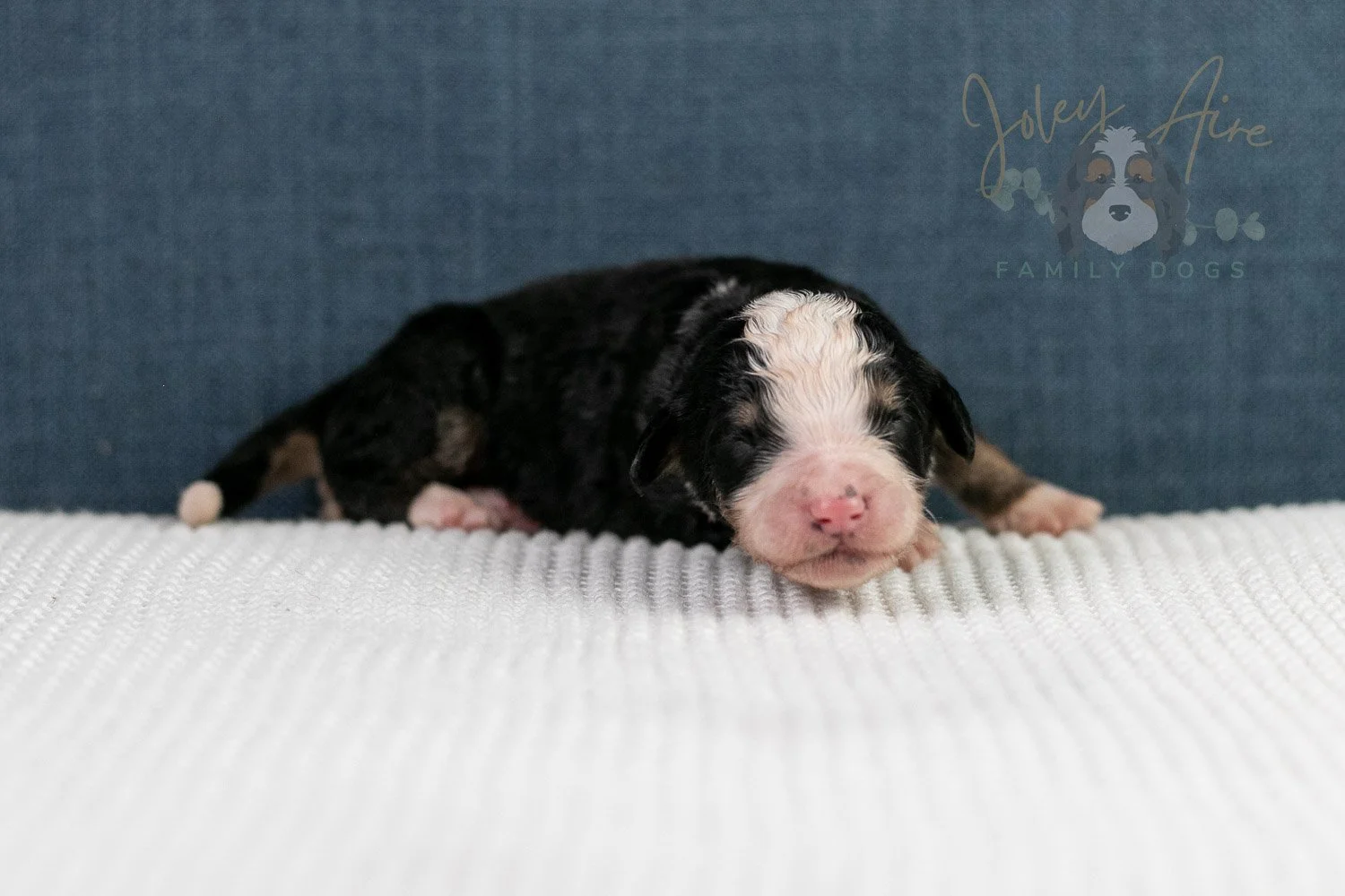 Archer Bernedoodle Puppy-64.jpg