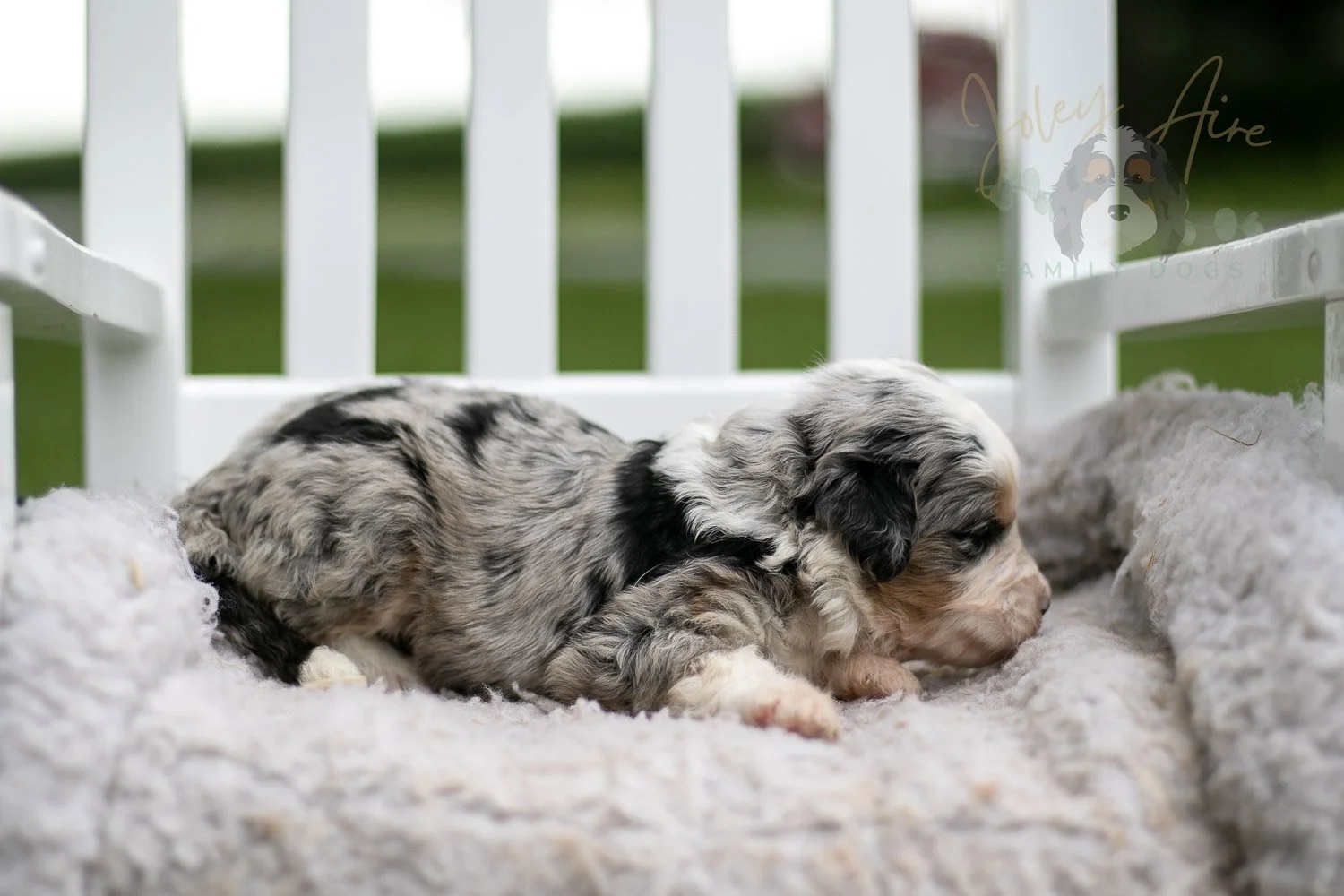 Pablo Picasso Bernedoodle Puppy-708.jpg