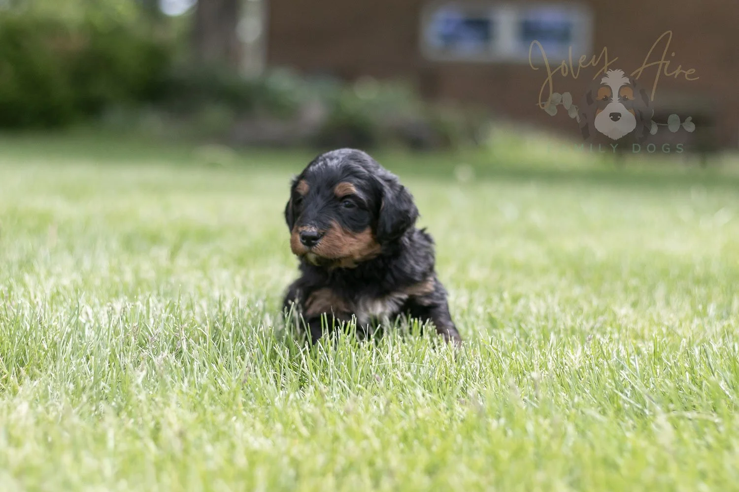 Banjo Bernedoodle Puppy-44.jpg
