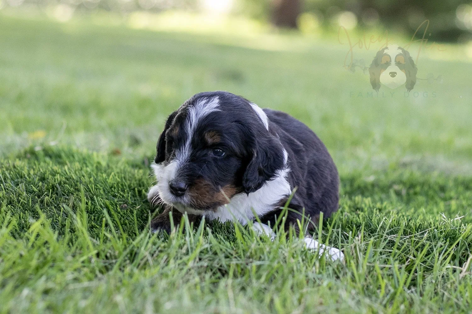 Yosemite Bernedoodle Puppy-363.jpg
