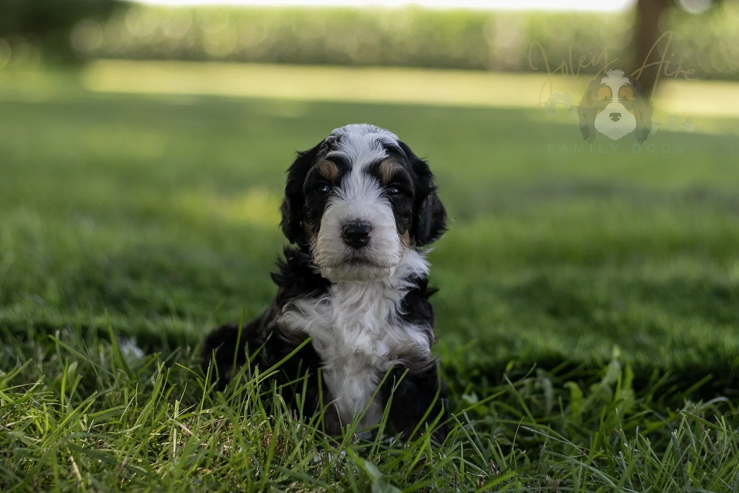 Yellowstone Bernedoodle Puppy-415.jpg