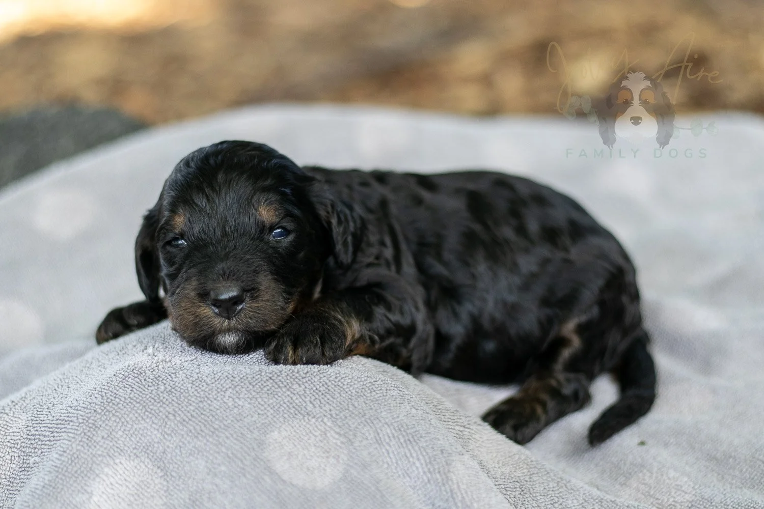 Denali Bernedoodle Puppy-110.jpg
