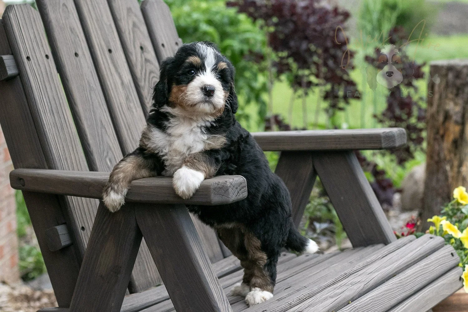 Trumpet Bernedoodle Puppy-15.jpg