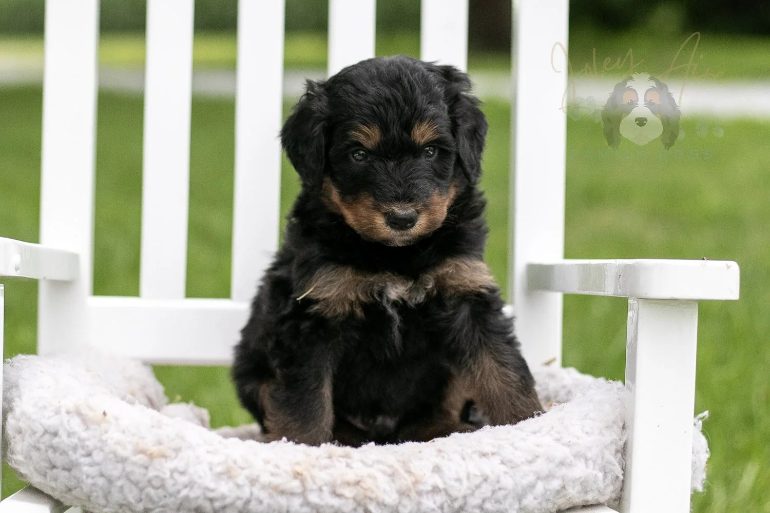 Gilbert Bernedoodle Puppy-866.jpg