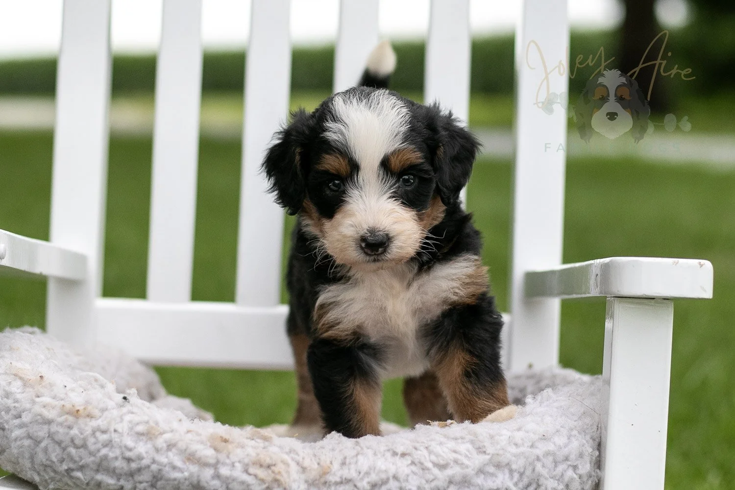Anne Shirley Bernedoodle Puppy-984.jpg