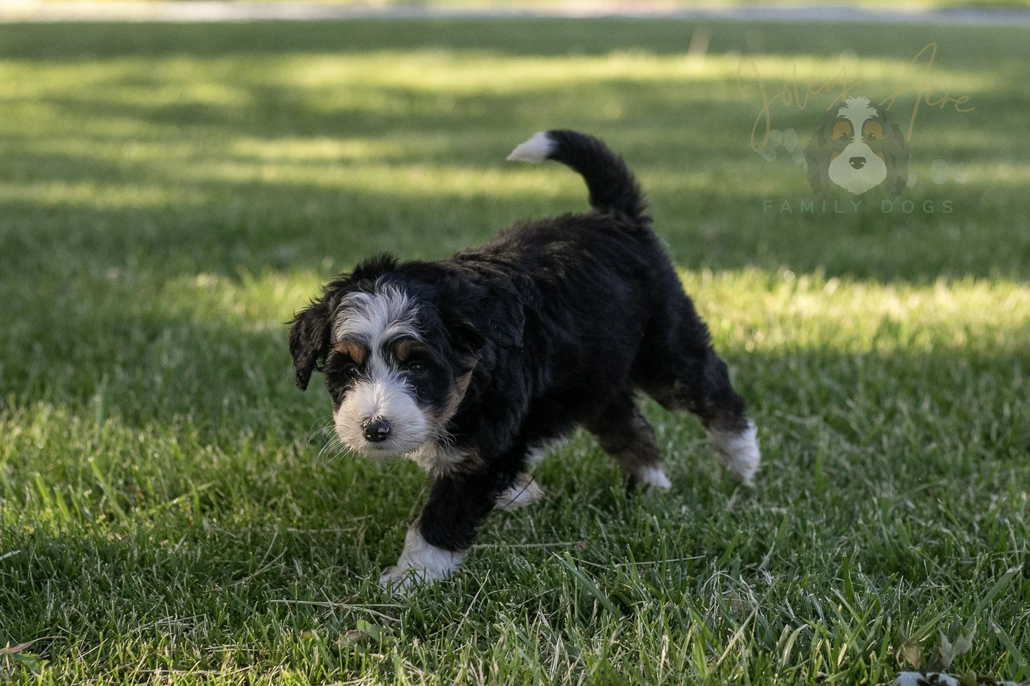 Harmonica Bernedoodle Puppy-16.jpg