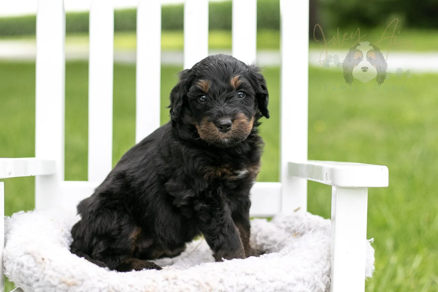 Olympic Bernedoodle Puppy-853.jpg