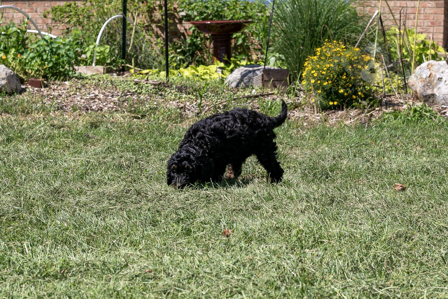 Denali Bernedoodle Puppy-526.jpg