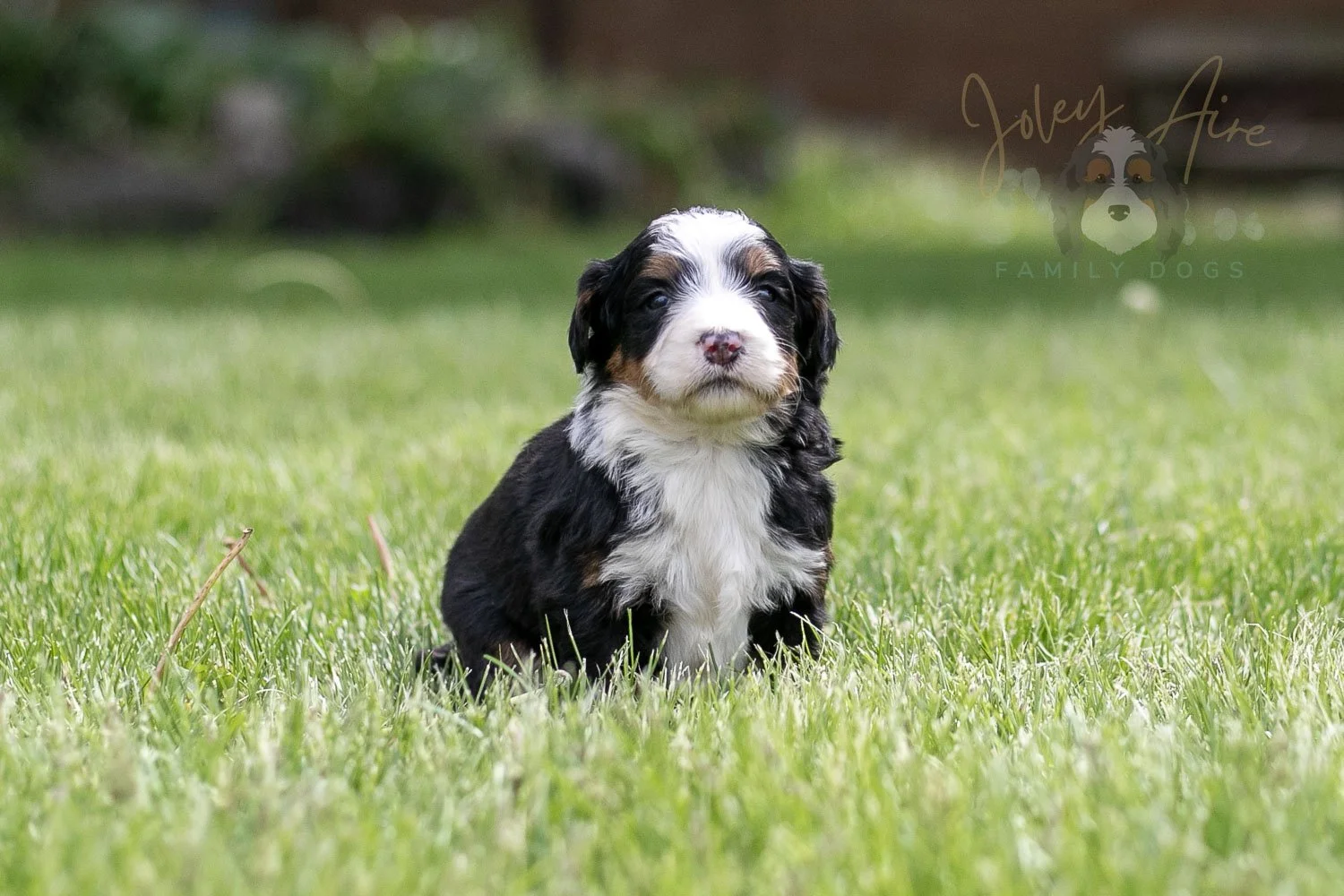 Harmonica Bernedoodle Puppy-45.jpg
