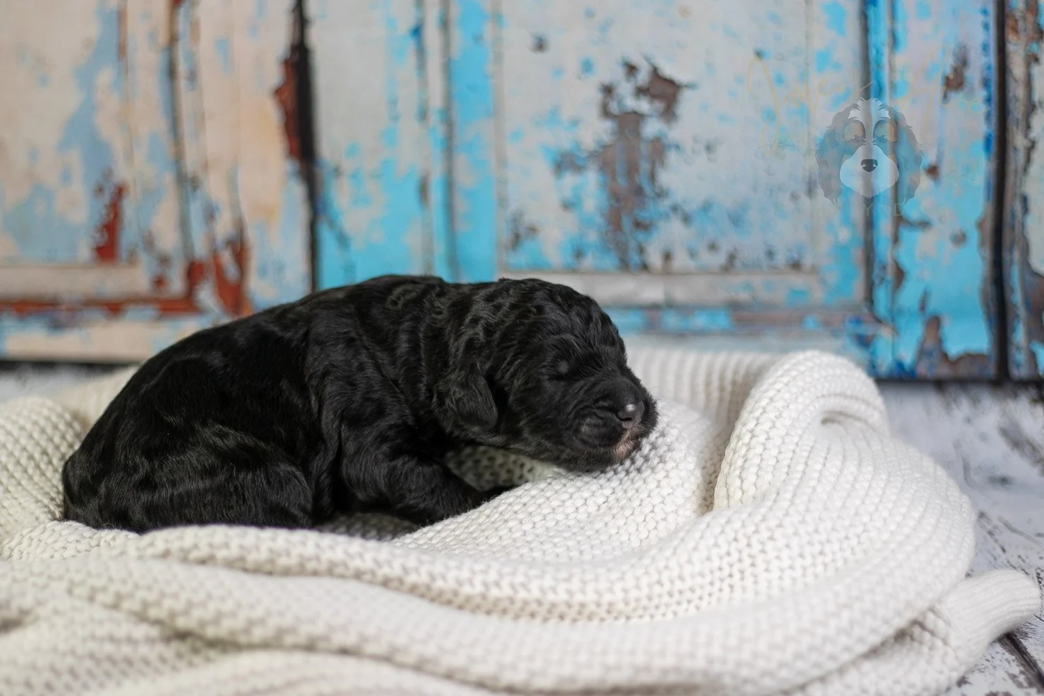 Claude Monet Bernedoodle Puppy-06.jpg