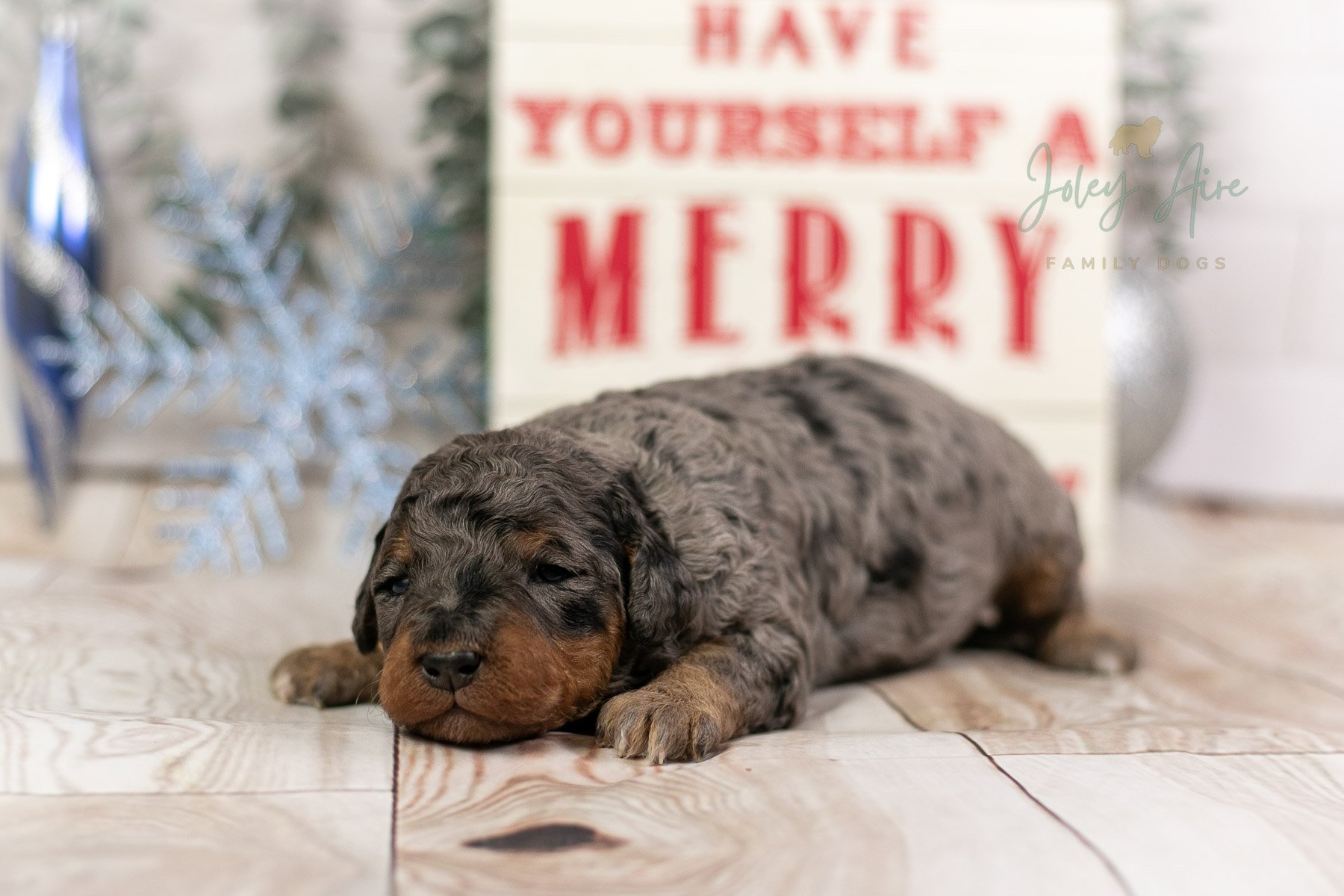 Frodo - Phantom Merle Bernedoodle Puppy
