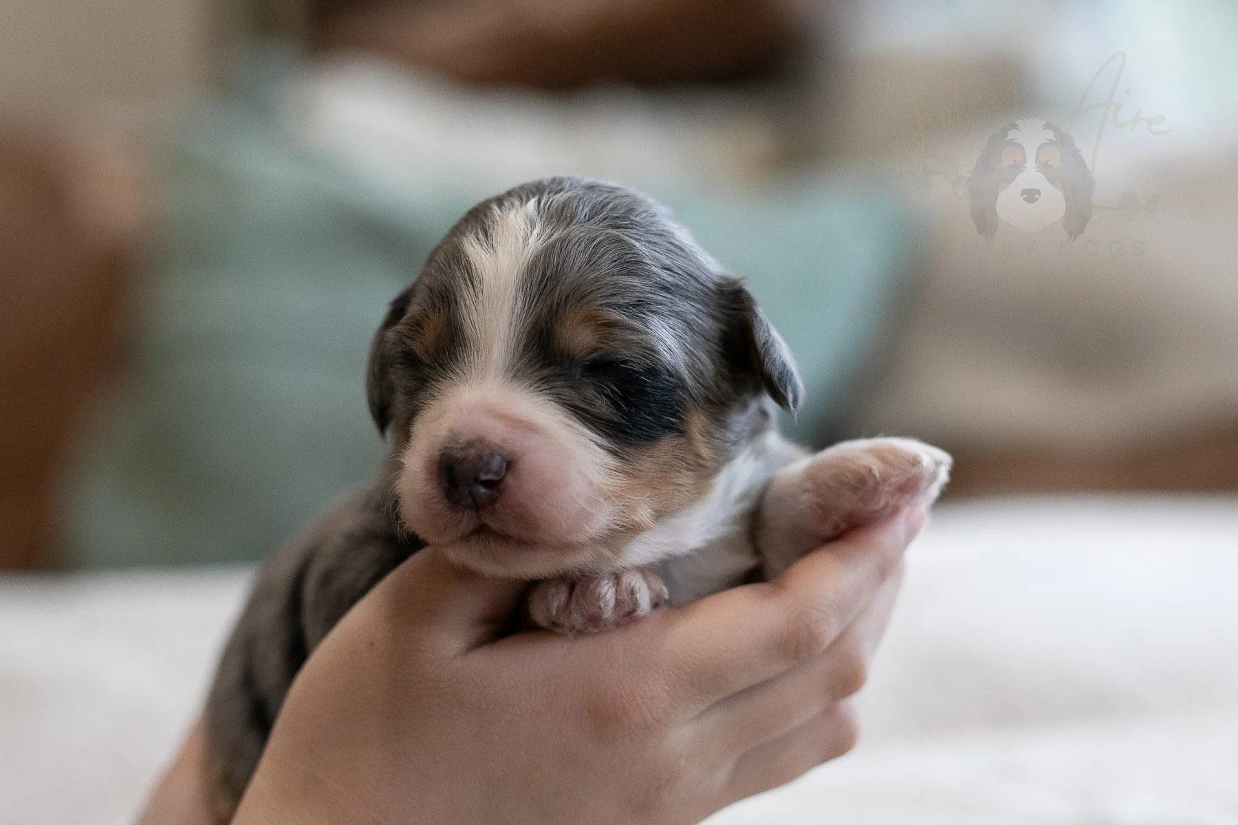 Milan - Tri-color Merle Female Bernedoodle Puppy