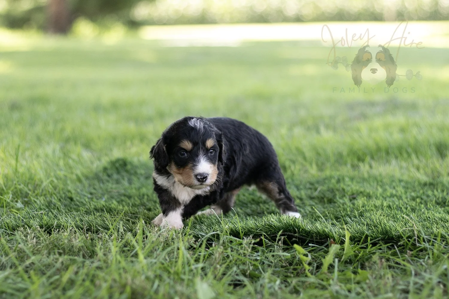 Walter Shirley Bernedoodle Puppy-445.jpg