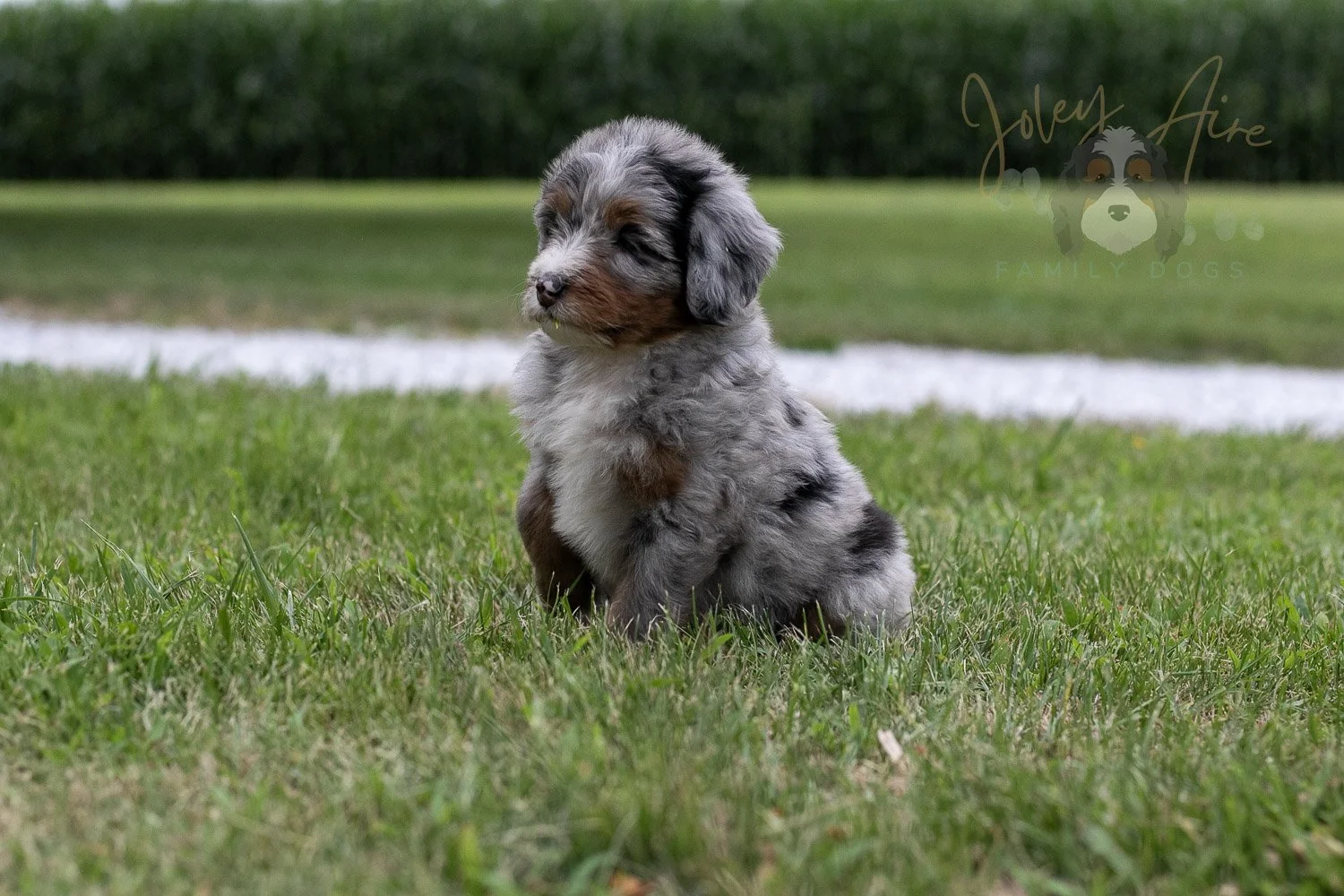 Rachel Lynde Bernedoodle Puppy-9.jpg